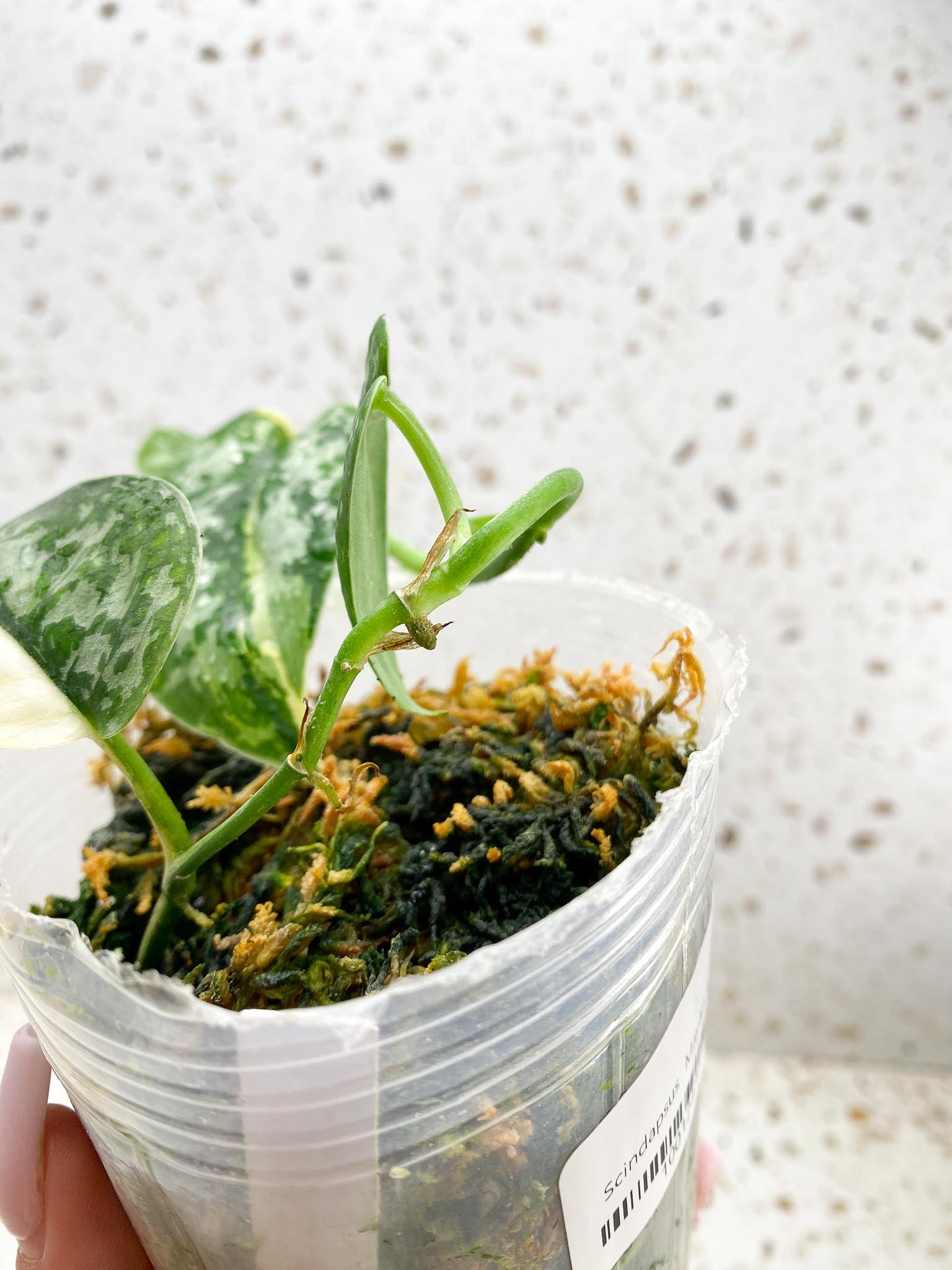 Scindapsus Mayari Variegated 4 Leaves Multiple Nodes Rooted