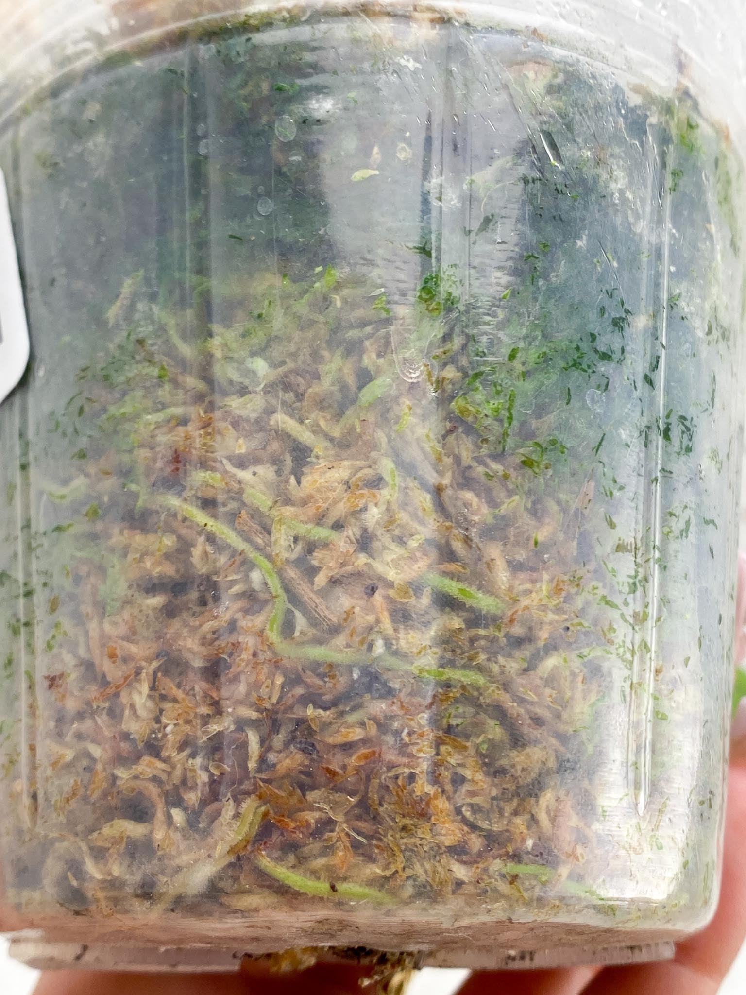 Scindapsus Mayari Variegated 4 Leaves Multiple Nodes Rooted
