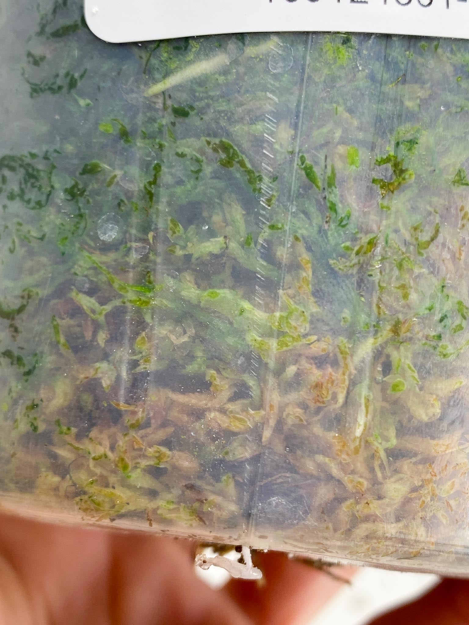 Scindapsus Mayari Variegated 4 Leaves Multiple Nodes Rooted