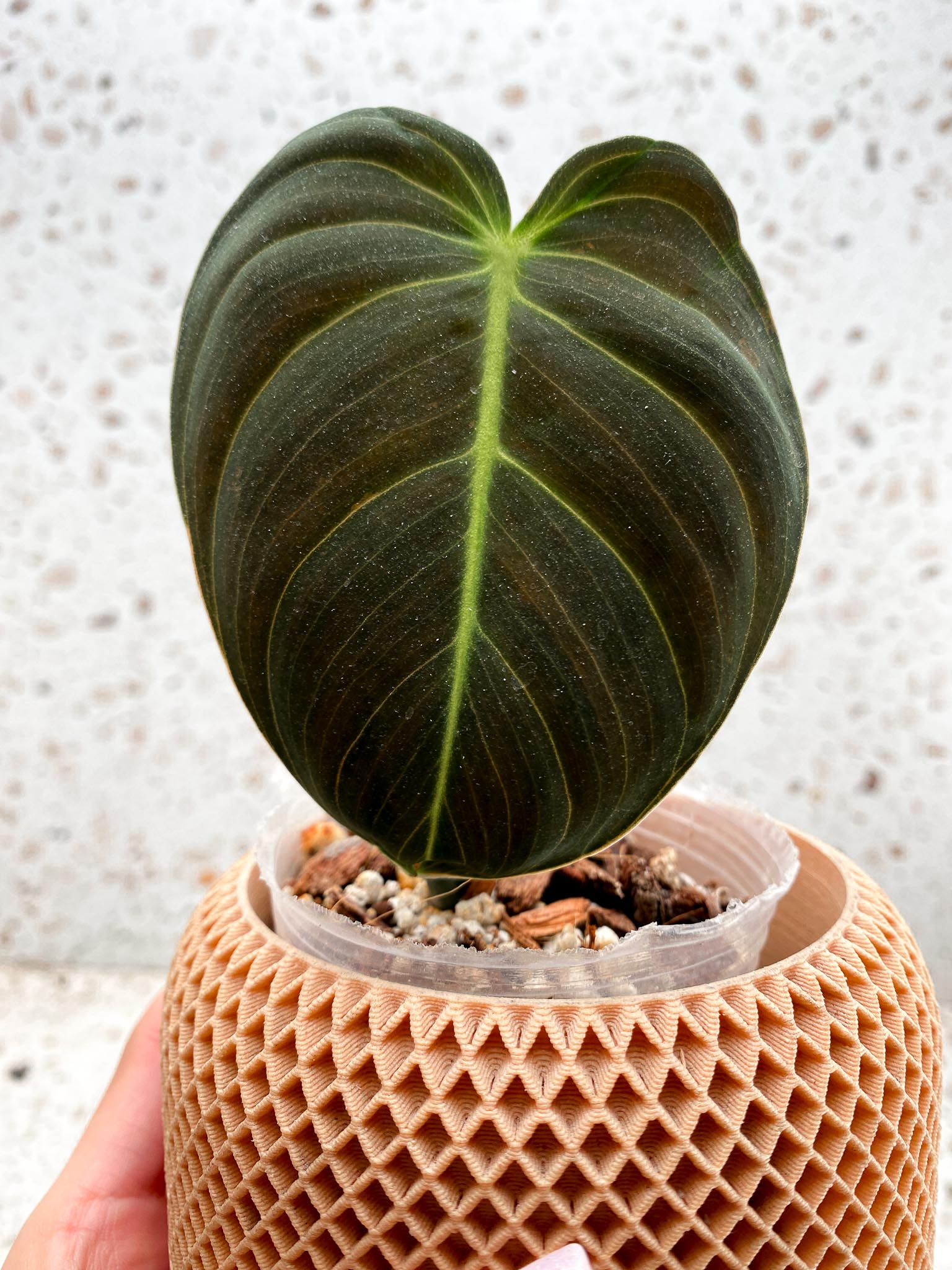 *Mini Giveaway: DO NOT BUY (Unauthorized order will be canceled) Philodendron Melanochrysum Variegated 1 Leaf 3 Nodes 1 Sprout Top Cutting Rooted