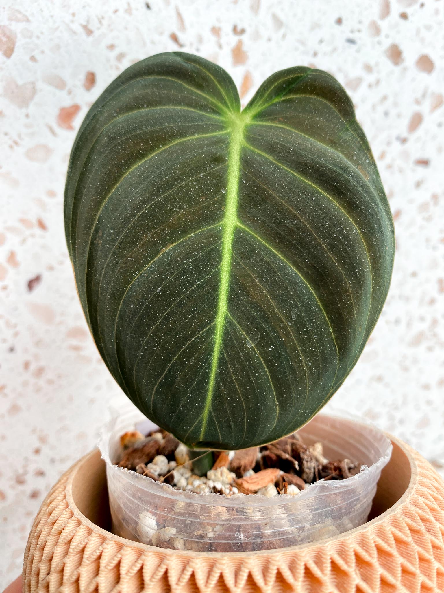 *Mini Giveaway: DO NOT BUY (Unauthorized order will be canceled) Philodendron Melanochrysum Variegated 1 Leaf 3 Nodes 1 Sprout Top Cutting Rooted