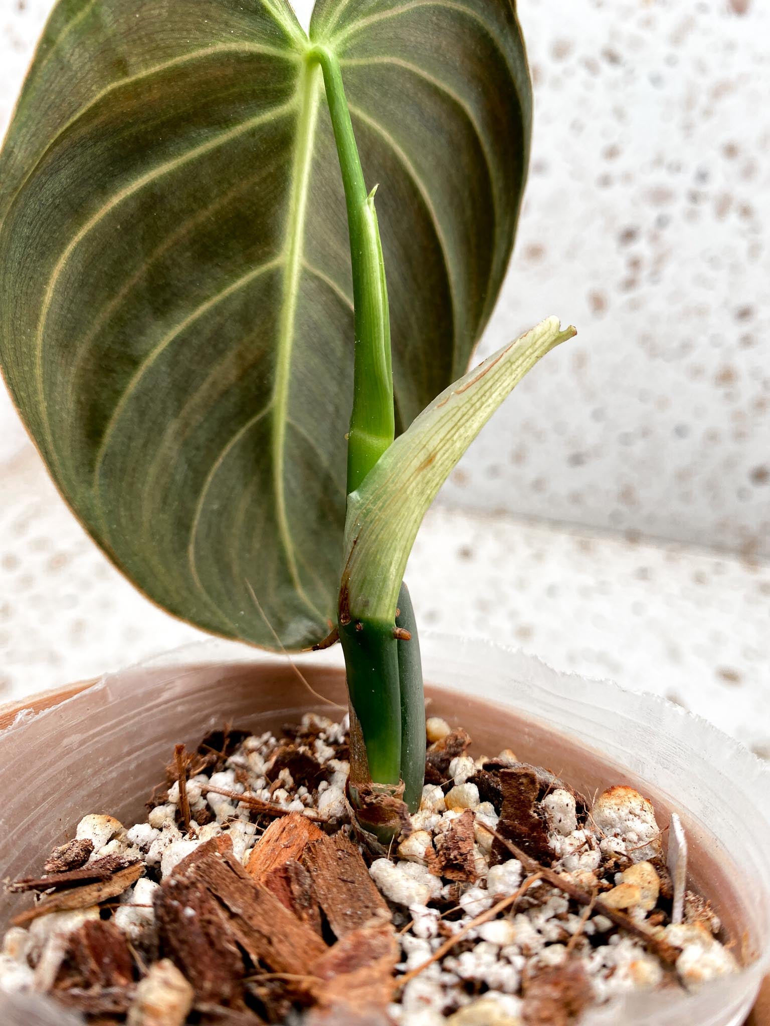 *Mini Giveaway: DO NOT BUY (Unauthorized order will be canceled) Philodendron Melanochrysum Variegated 1 Leaf 3 Nodes 1 Sprout Top Cutting Rooted