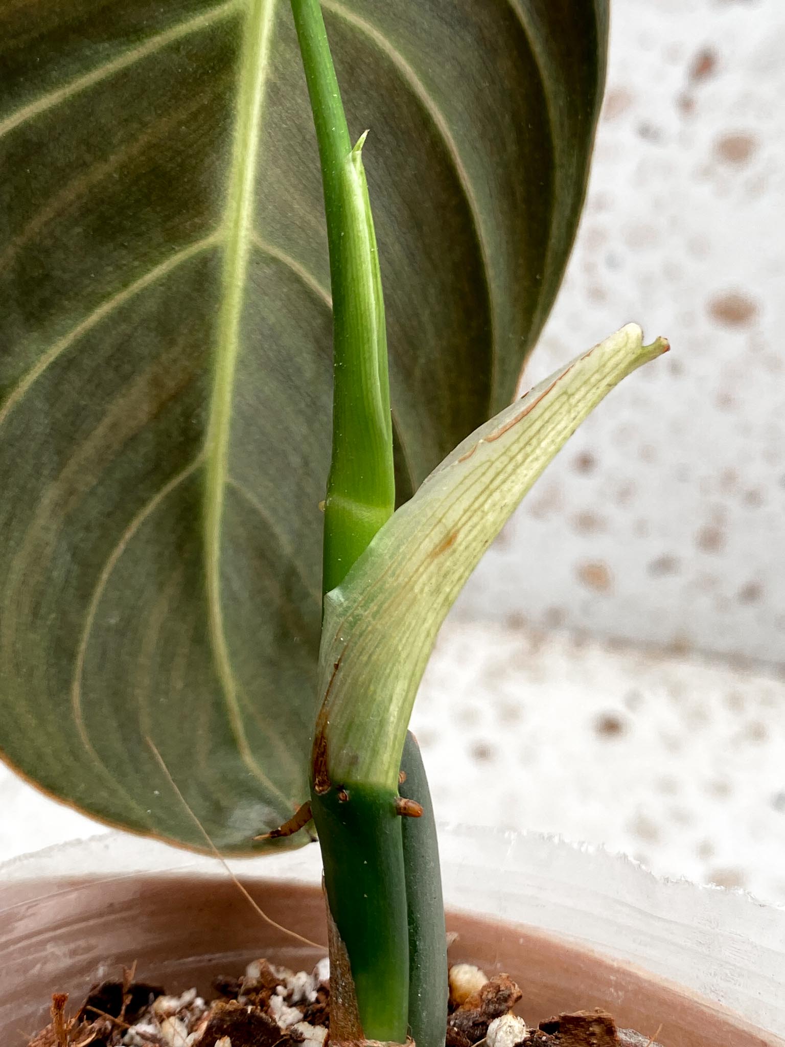 *Mini Giveaway: DO NOT BUY (Unauthorized order will be canceled) Philodendron Melanochrysum Variegated 1 Leaf 3 Nodes 1 Sprout Top Cutting Rooted