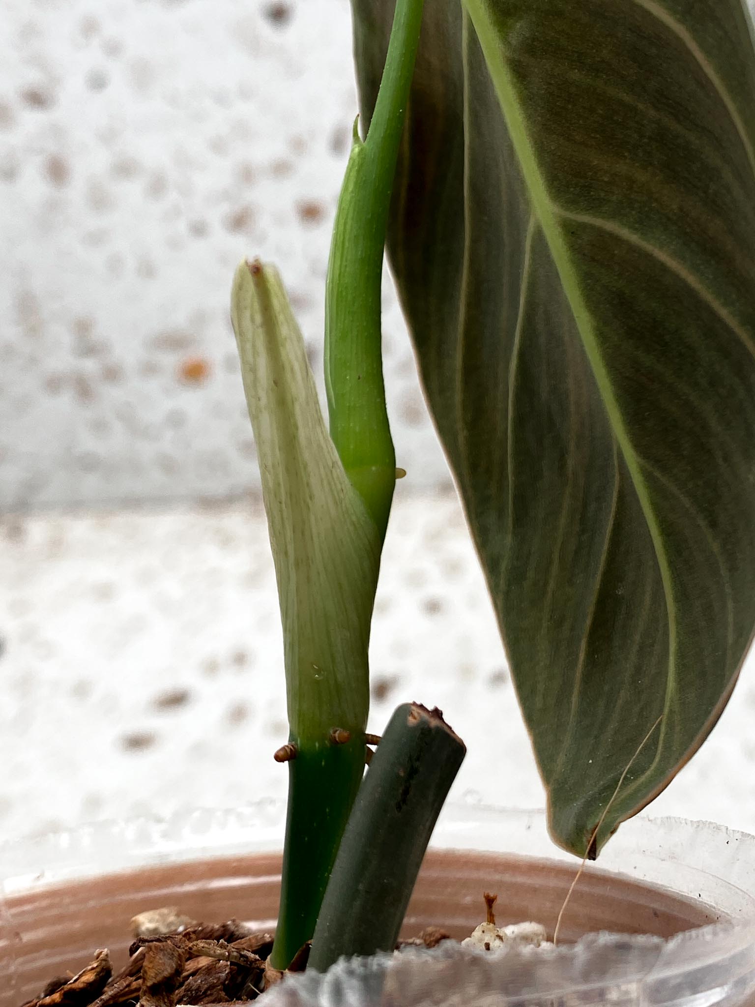 *Mini Giveaway: DO NOT BUY (Unauthorized order will be canceled) Philodendron Melanochrysum Variegated 1 Leaf 3 Nodes 1 Sprout Top Cutting Rooted