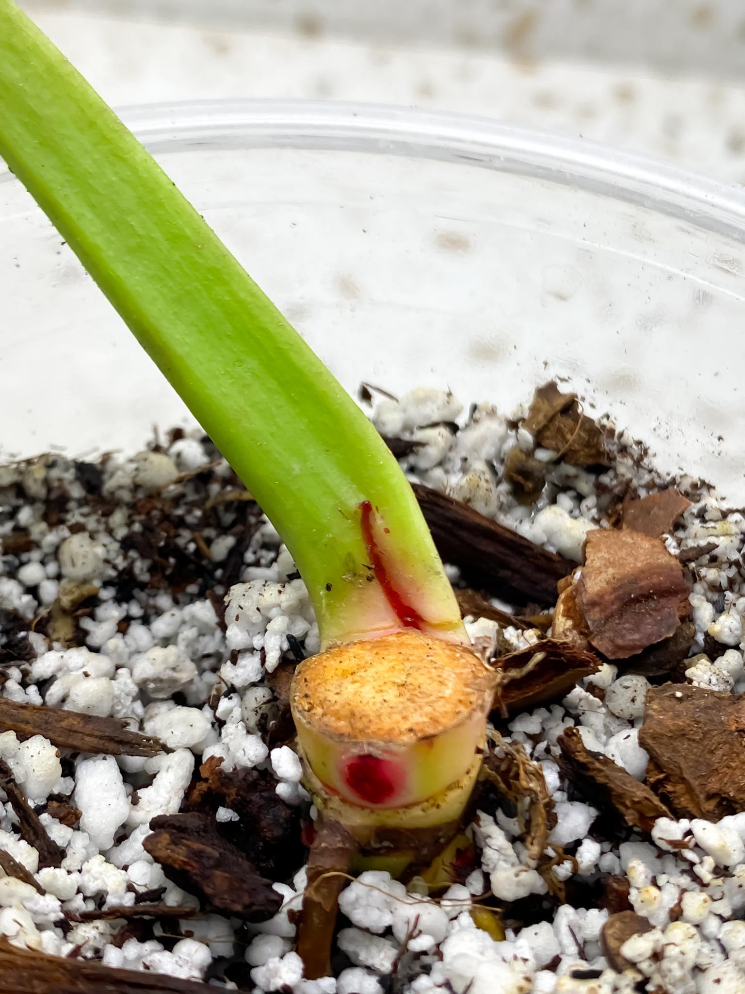 *Philodendron Red Moon Variegated 2 Nodes 1 Growing Bud Rooted
