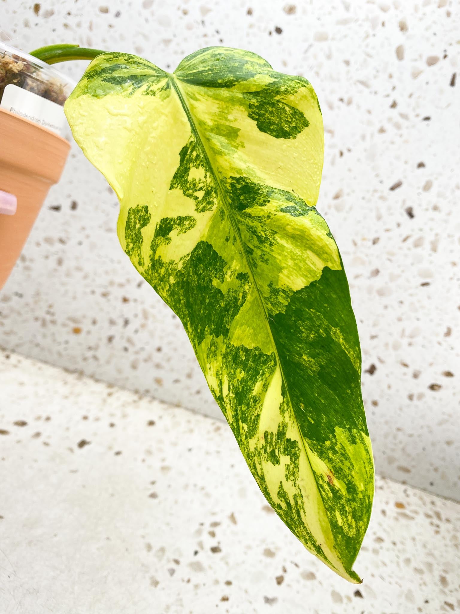 *Philodendron Domesticum Variegated 1 Leaf 1 Node