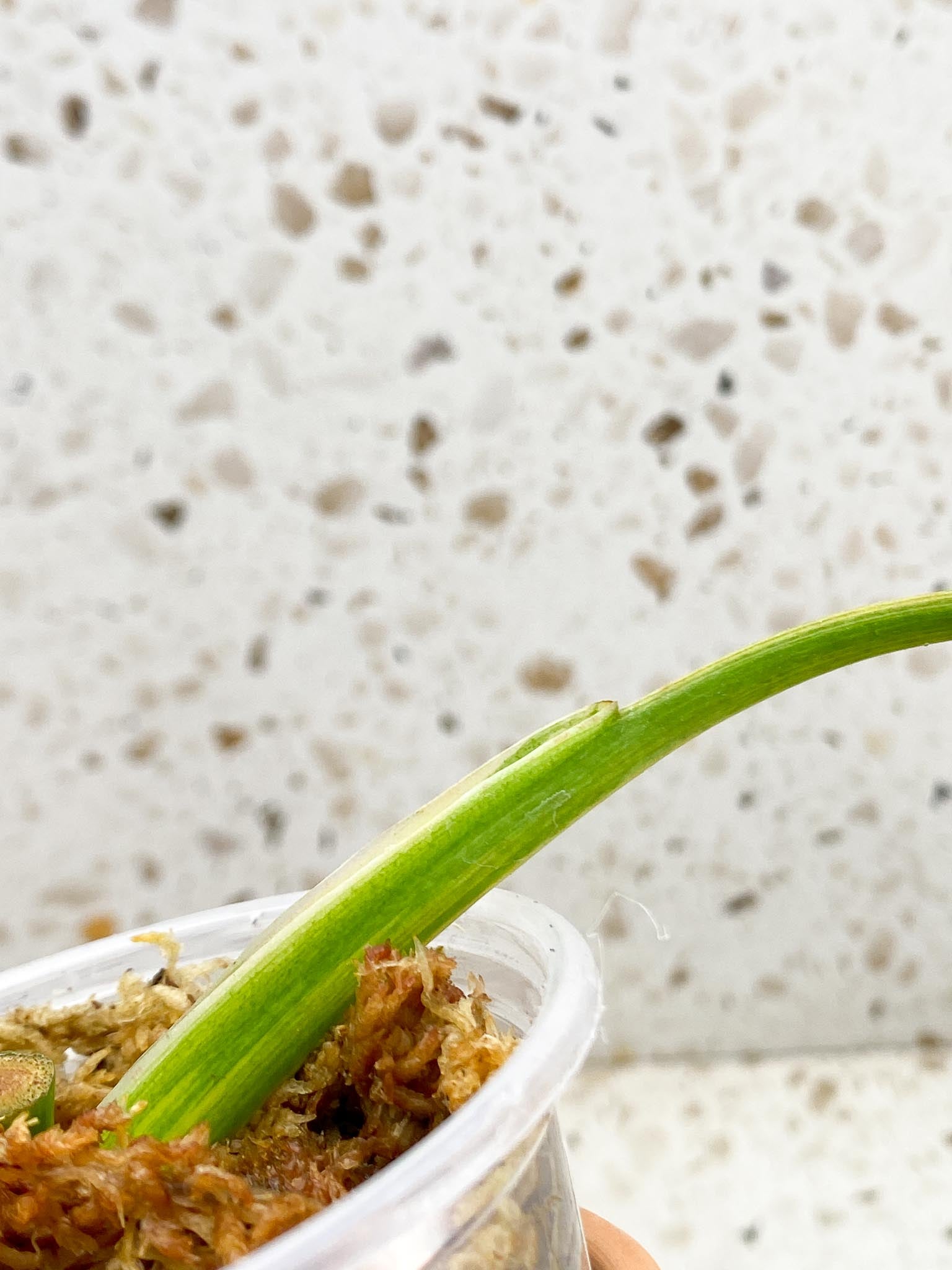 *Philodendron Domesticum Variegated 1 Leaf 1 Node