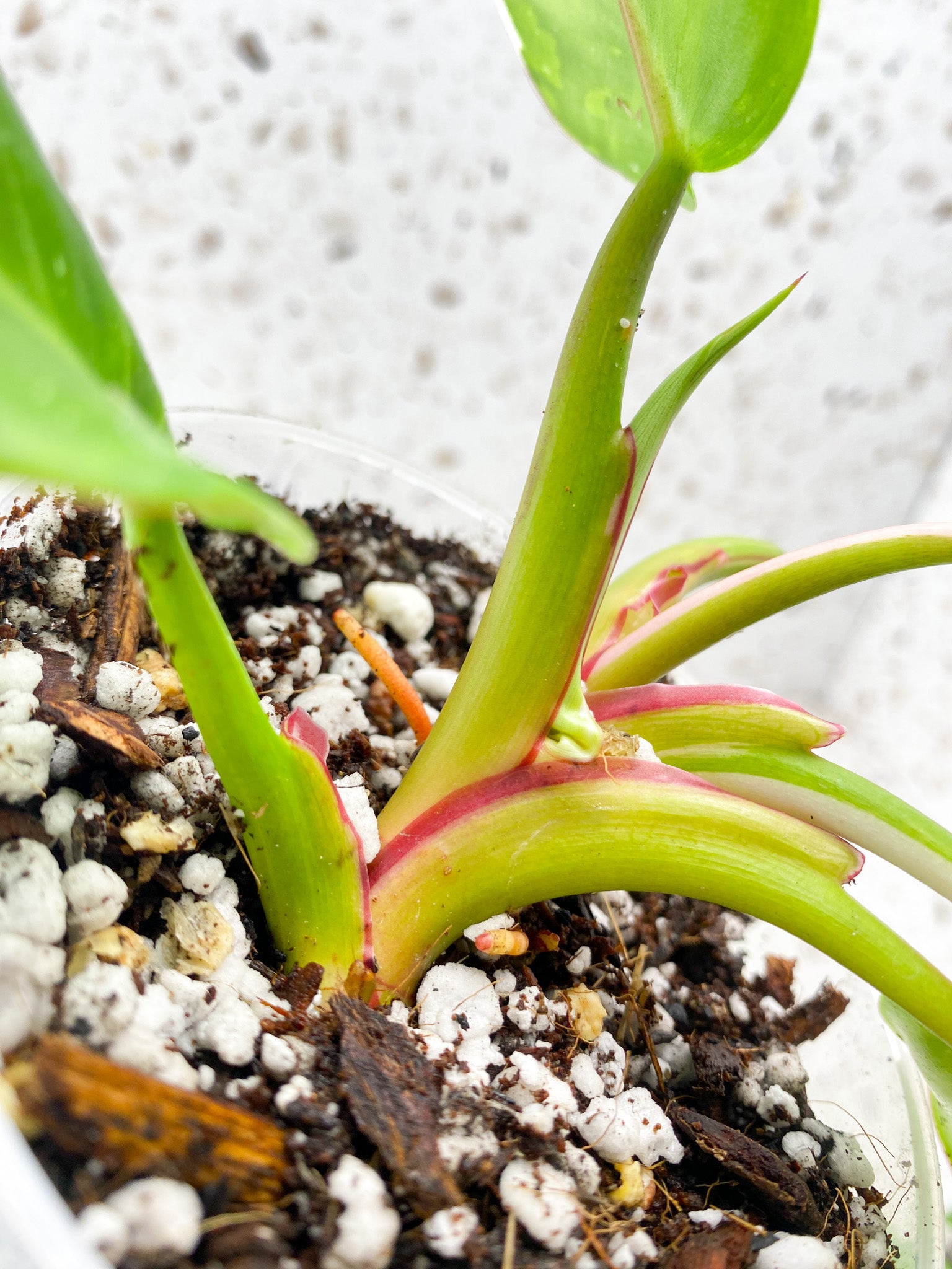 Philodendron White Princess Tricolor multiple leaf top cutting