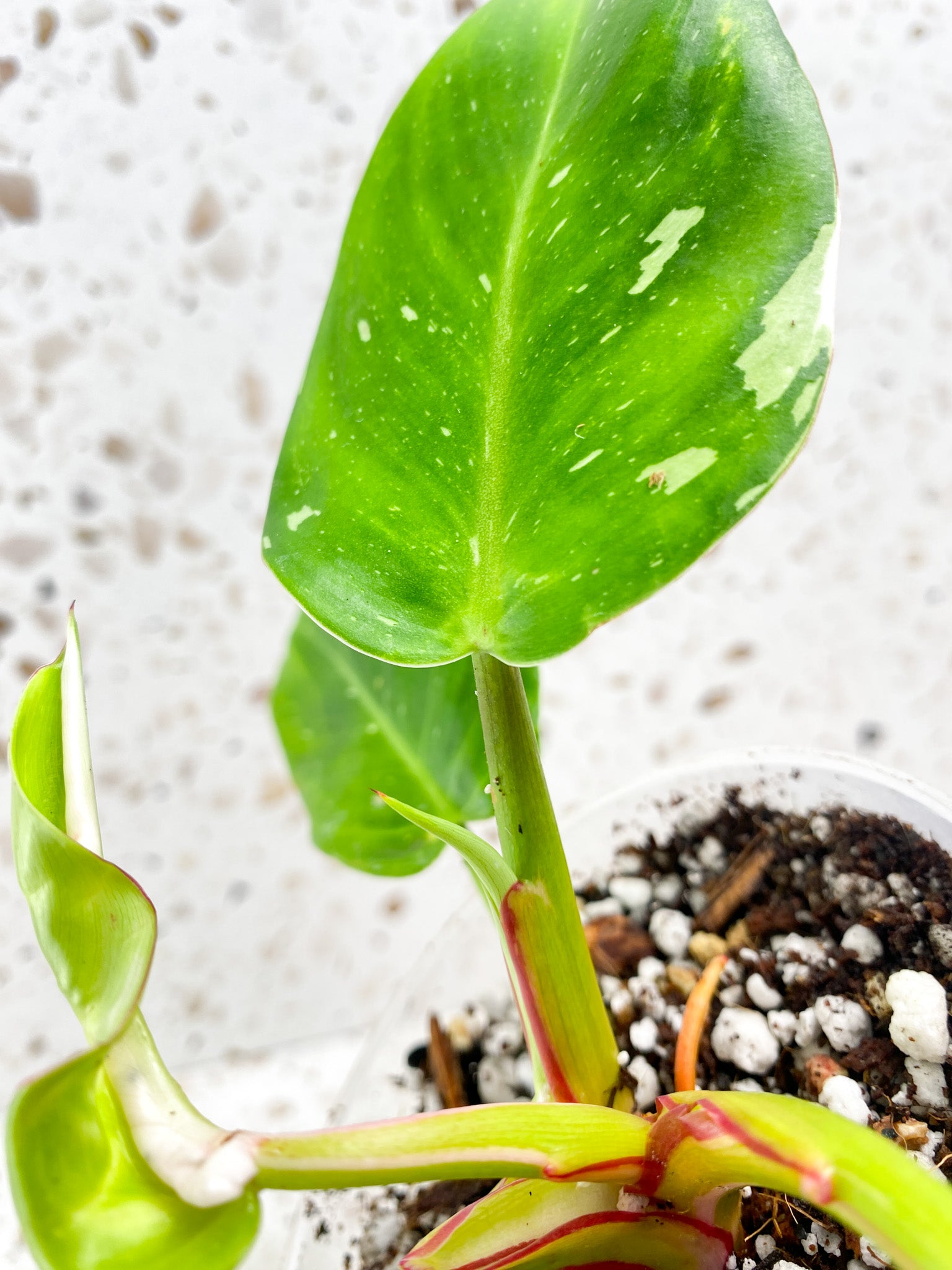 Philodendron White Princess Tricolor multiple leaf top cutting