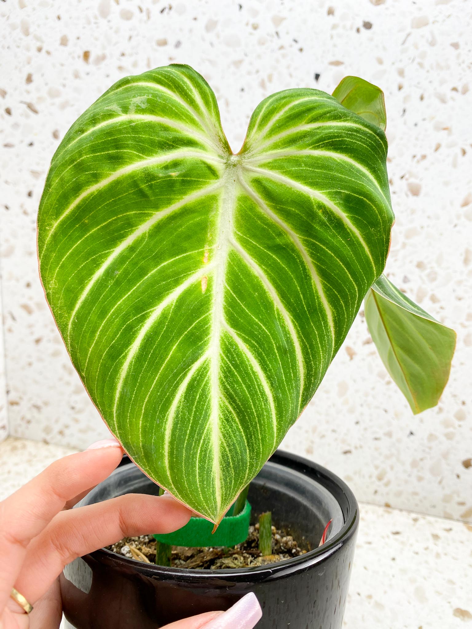 Philodendron Gloriosum Zebra Radiante 2 Leaves 3 Nodes 1 Sprout Rooted