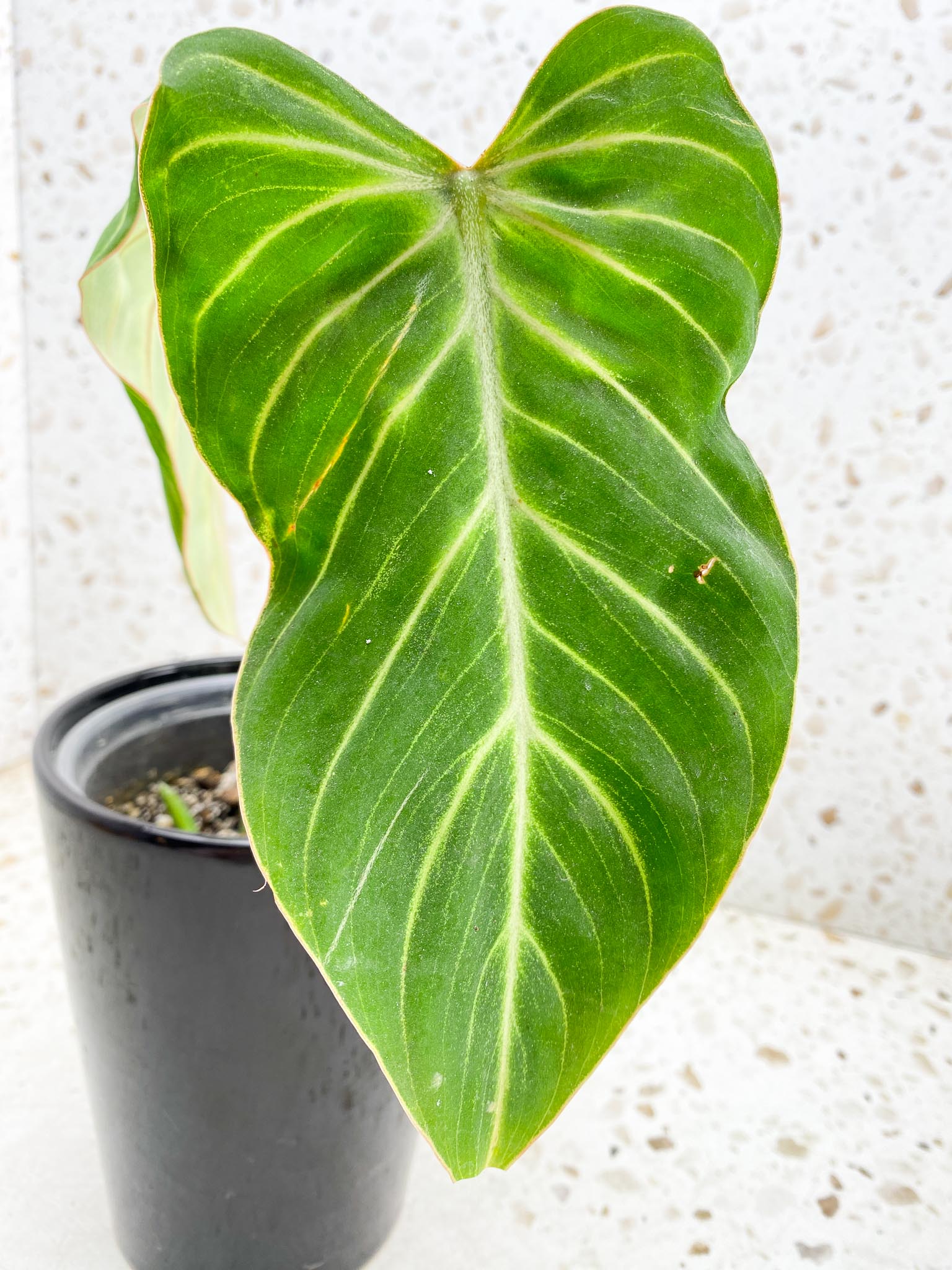 Philodendron Gloriosum Zebra Radiante 2 Leaves 3 Nodes 1 Sprout Rooted