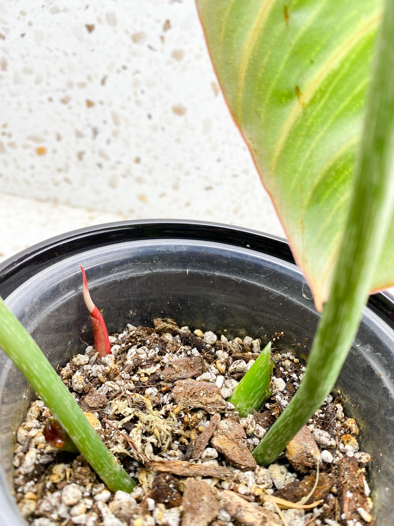 Philodendron Gloriosum Zebra Radiante 2 Leaves 3 Nodes 1 Sprout Rooted