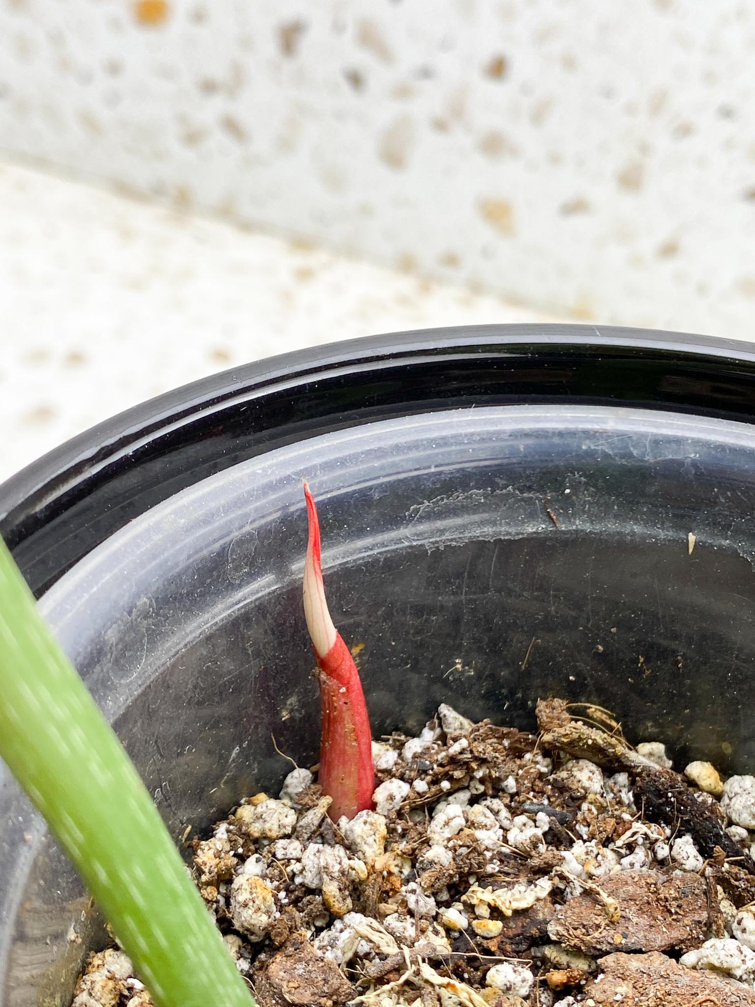 Philodendron Gloriosum Zebra Radiante 2 Leaves 3 Nodes 1 Sprout Rooted