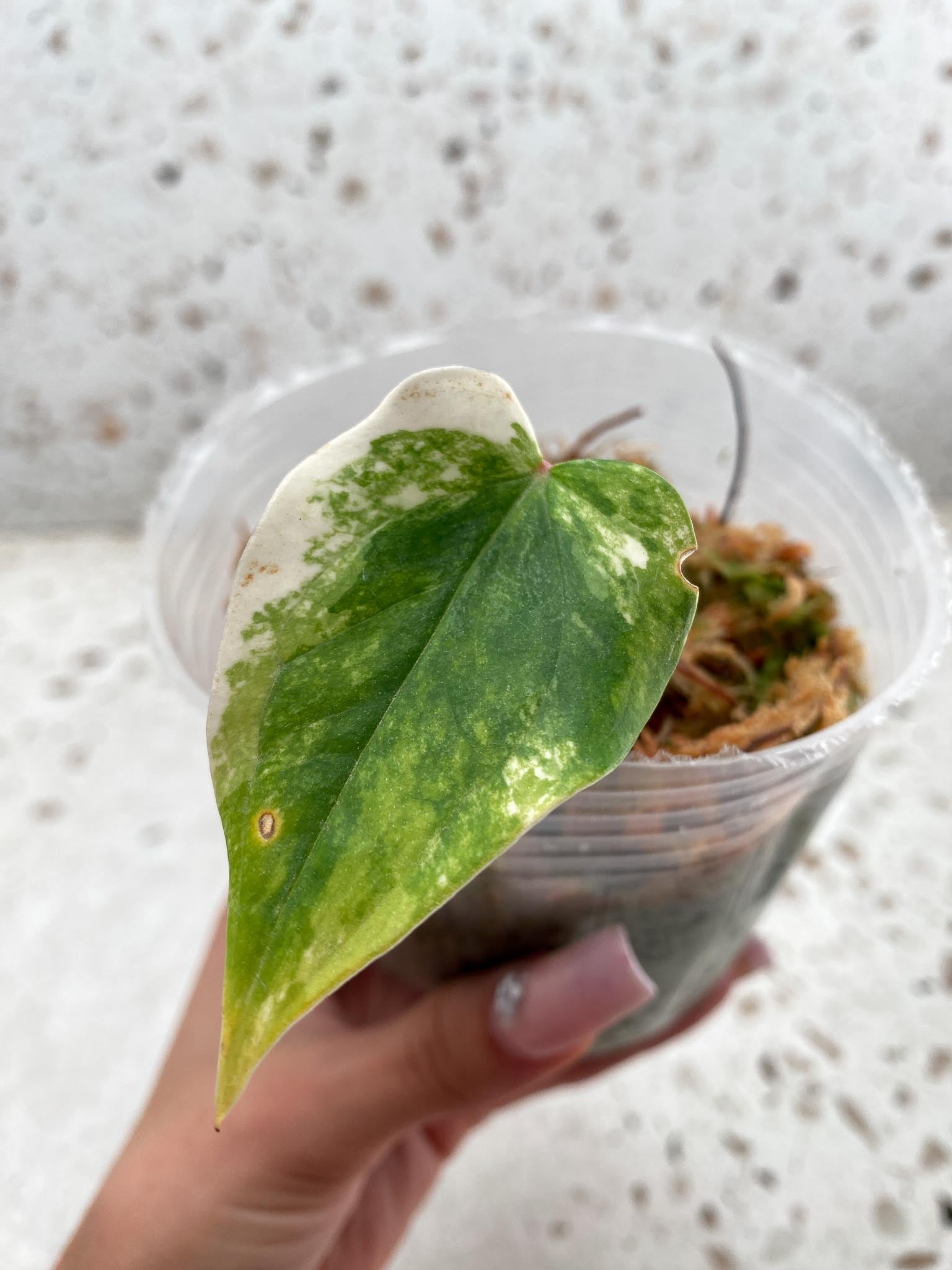 Anthurium andraeanum Variegated 1 Leaf Multiple Nodes 2 Sprouts Rooted