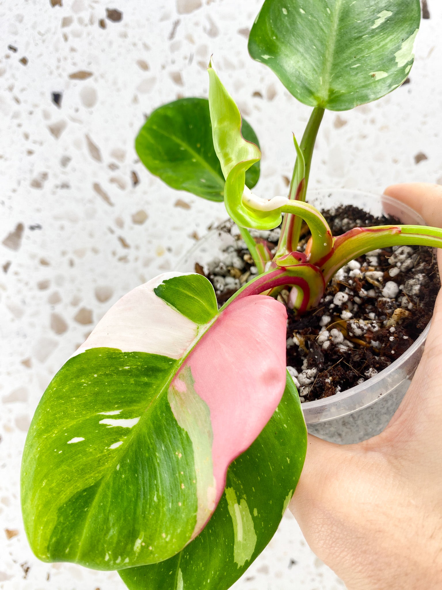 Philodendron White Princess Tricolor multiple leaf top cutting