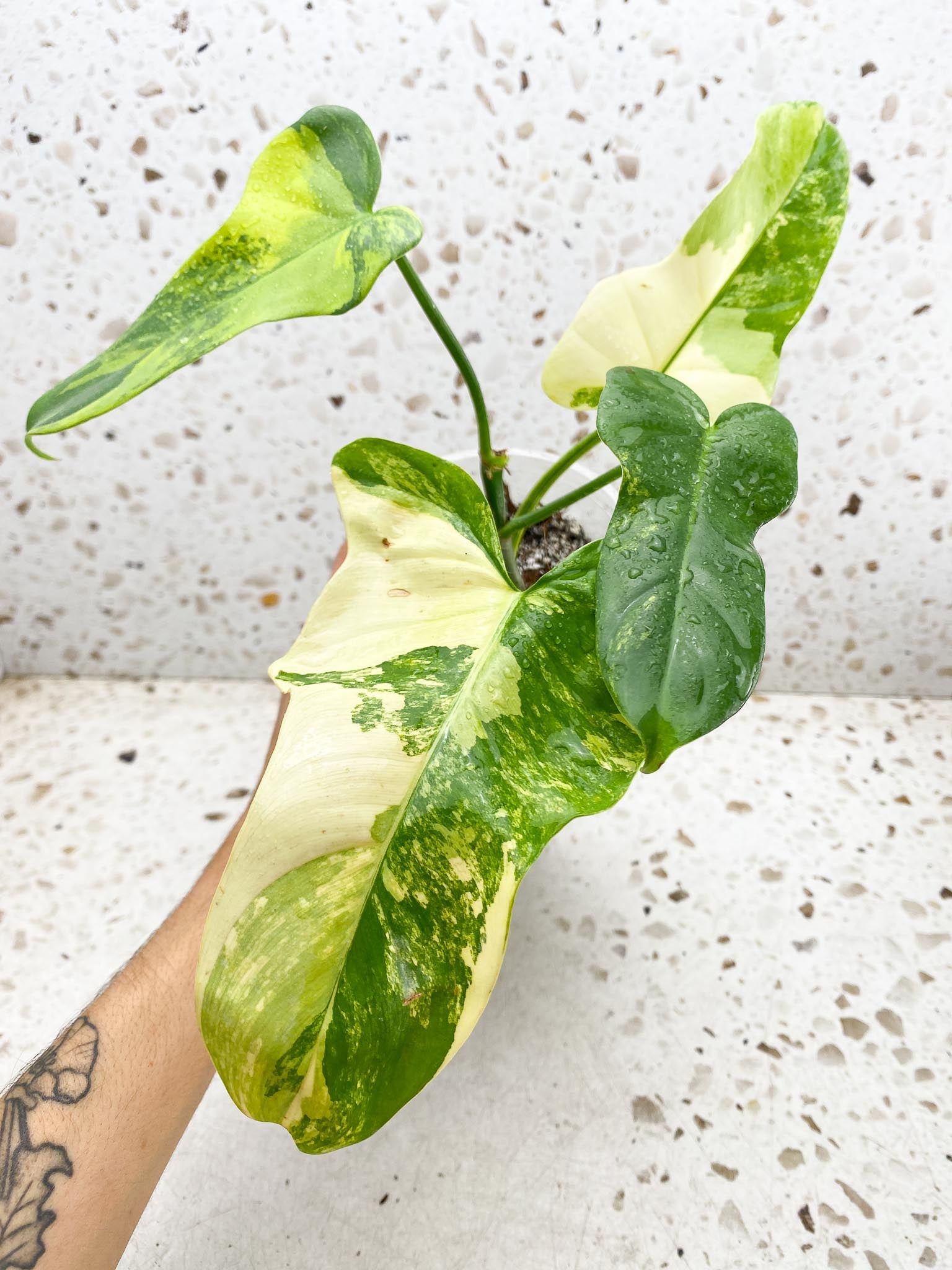 Philodendron Bipennifolium Variegated 4 Leaves Multiple Nodes Rooted