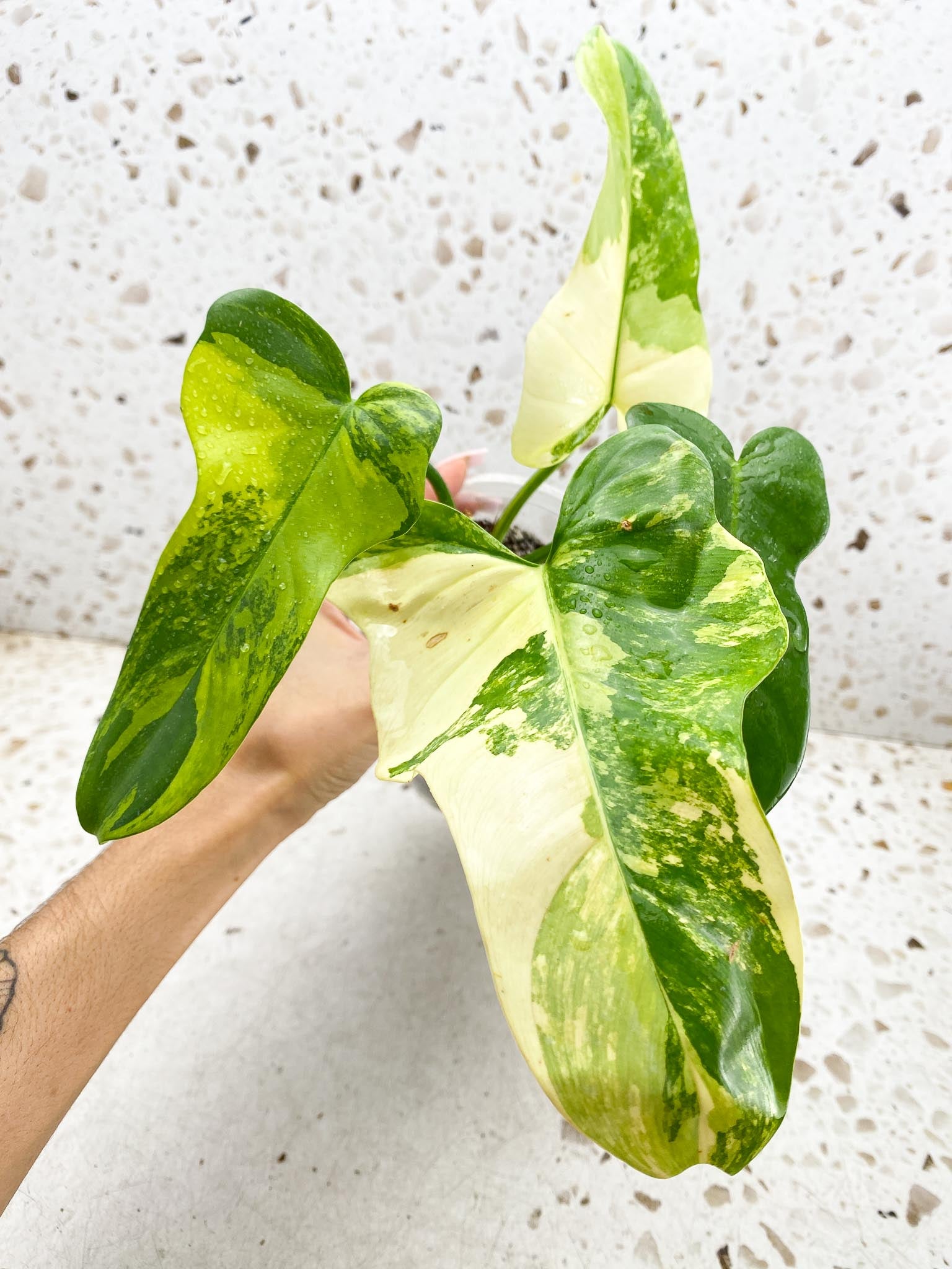 Philodendron Bipennifolium Variegated 4 Leaves Multiple Nodes Rooted