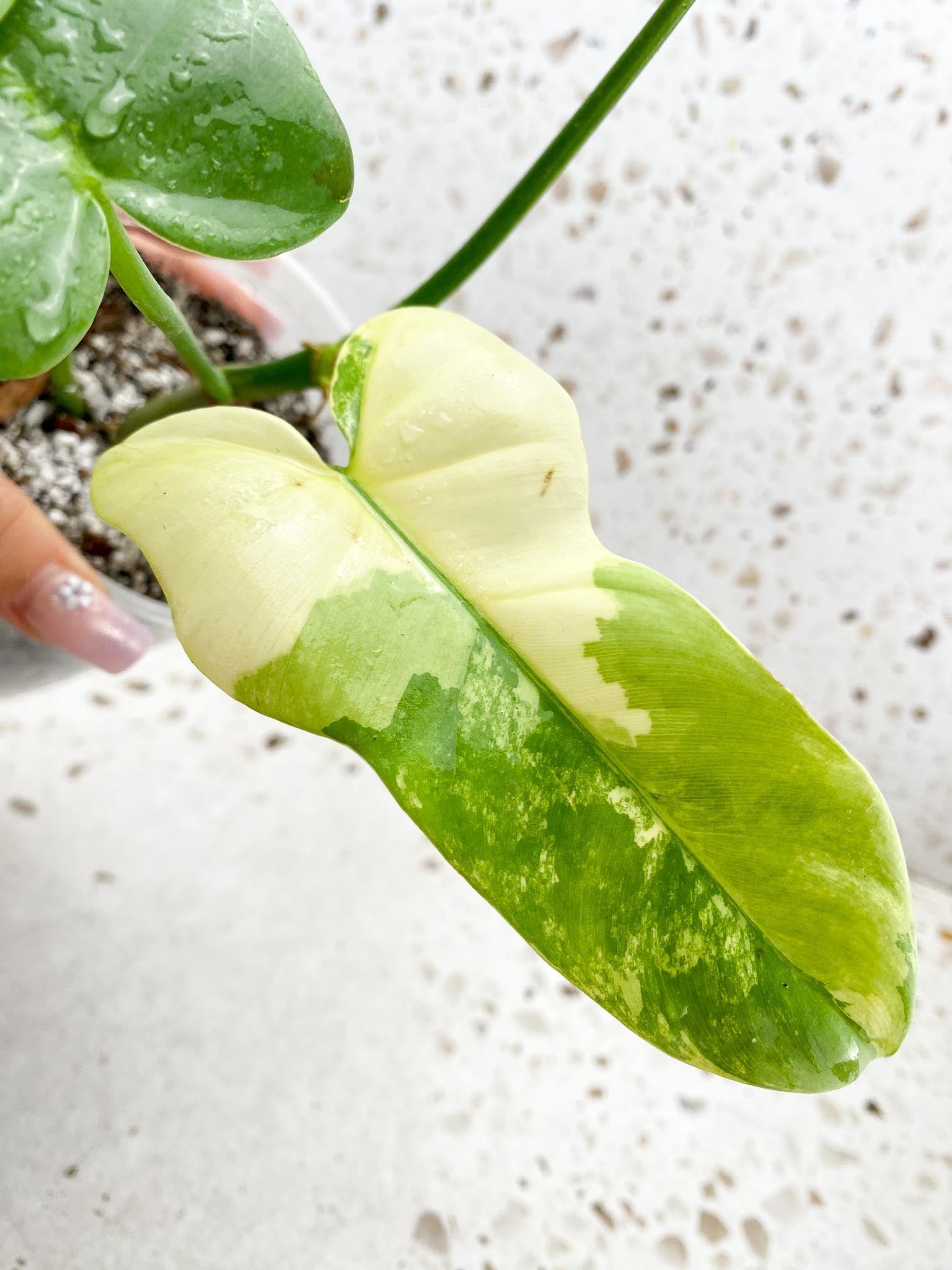 Philodendron Bipennifolium Variegated 4 Leaves Multiple Nodes Rooted