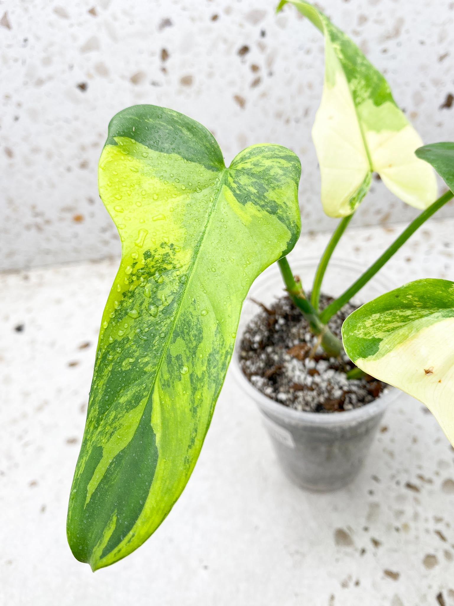 Philodendron Bipennifolium Variegated 4 Leaves Multiple Nodes Rooted