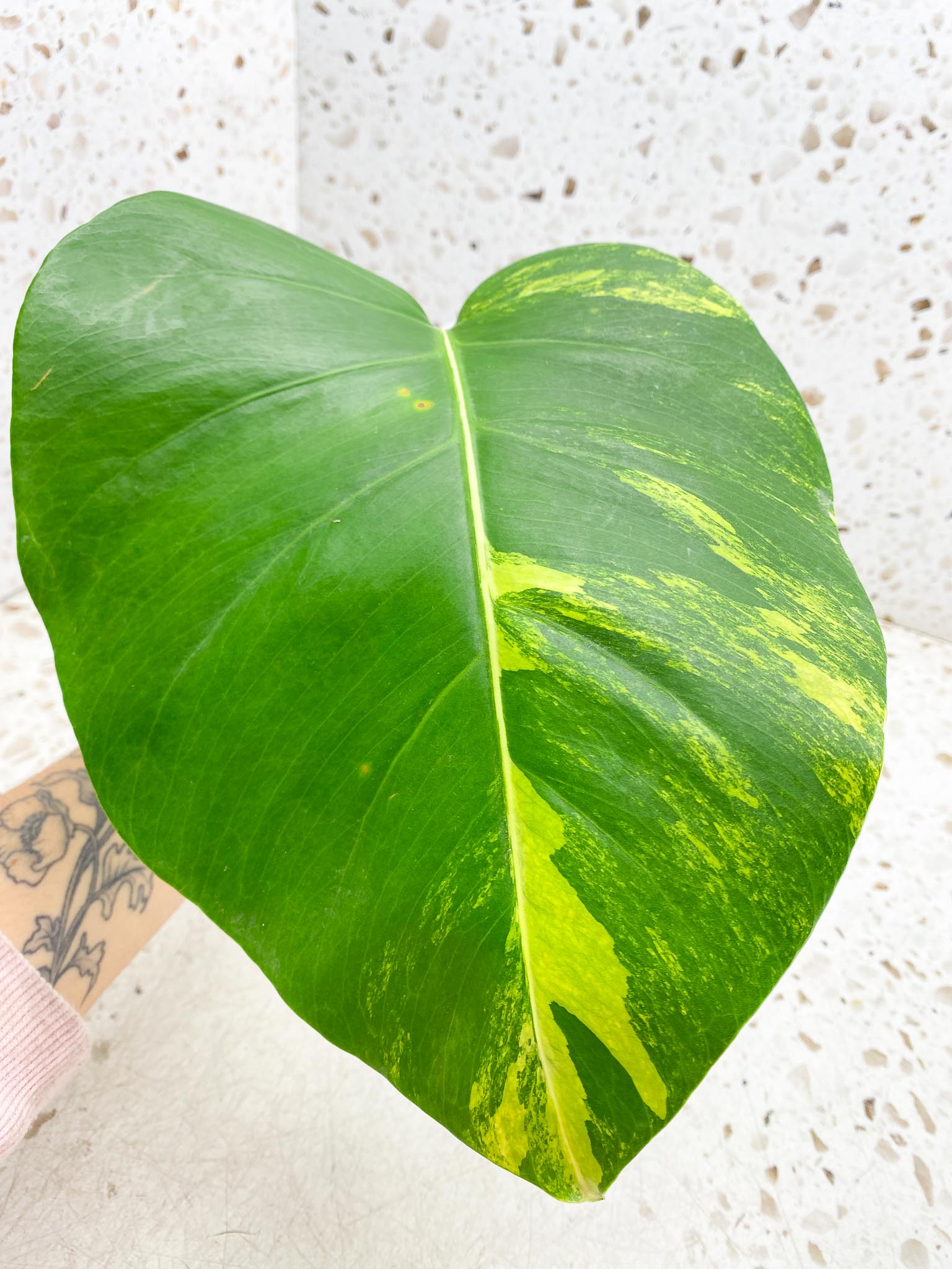 *Monstera Aurea Tricolor 1 Leaf 1 Node Rooted