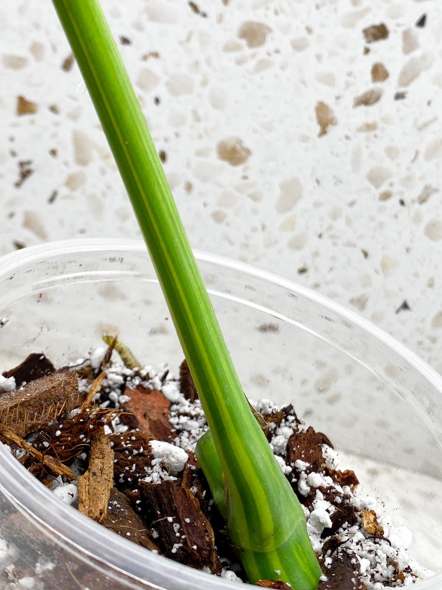 *Monstera Aurea Tricolor 1 Leaf 1 Node Rooted