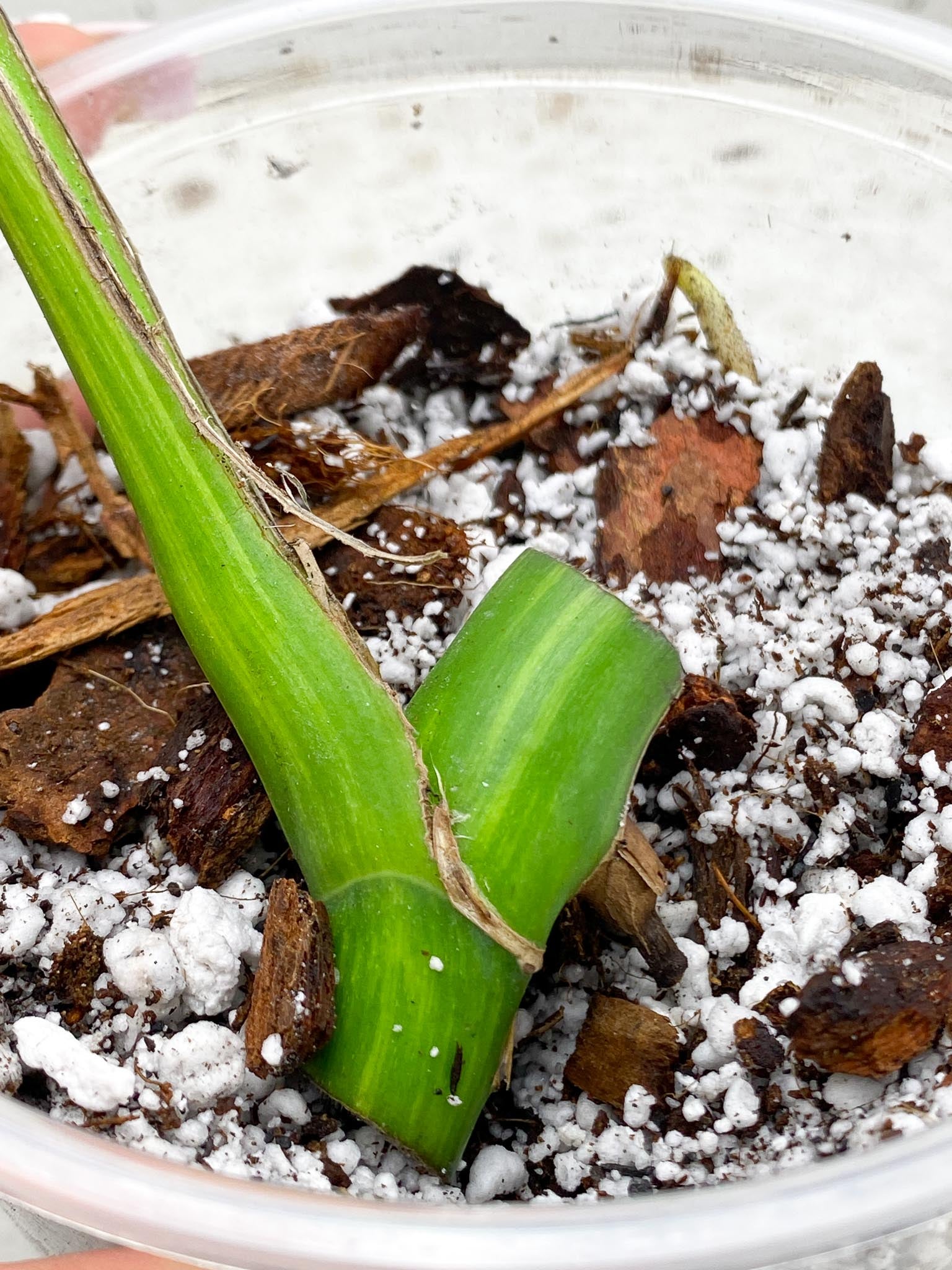 *Monstera Aurea Tricolor 1 Leaf 1 Node Rooted