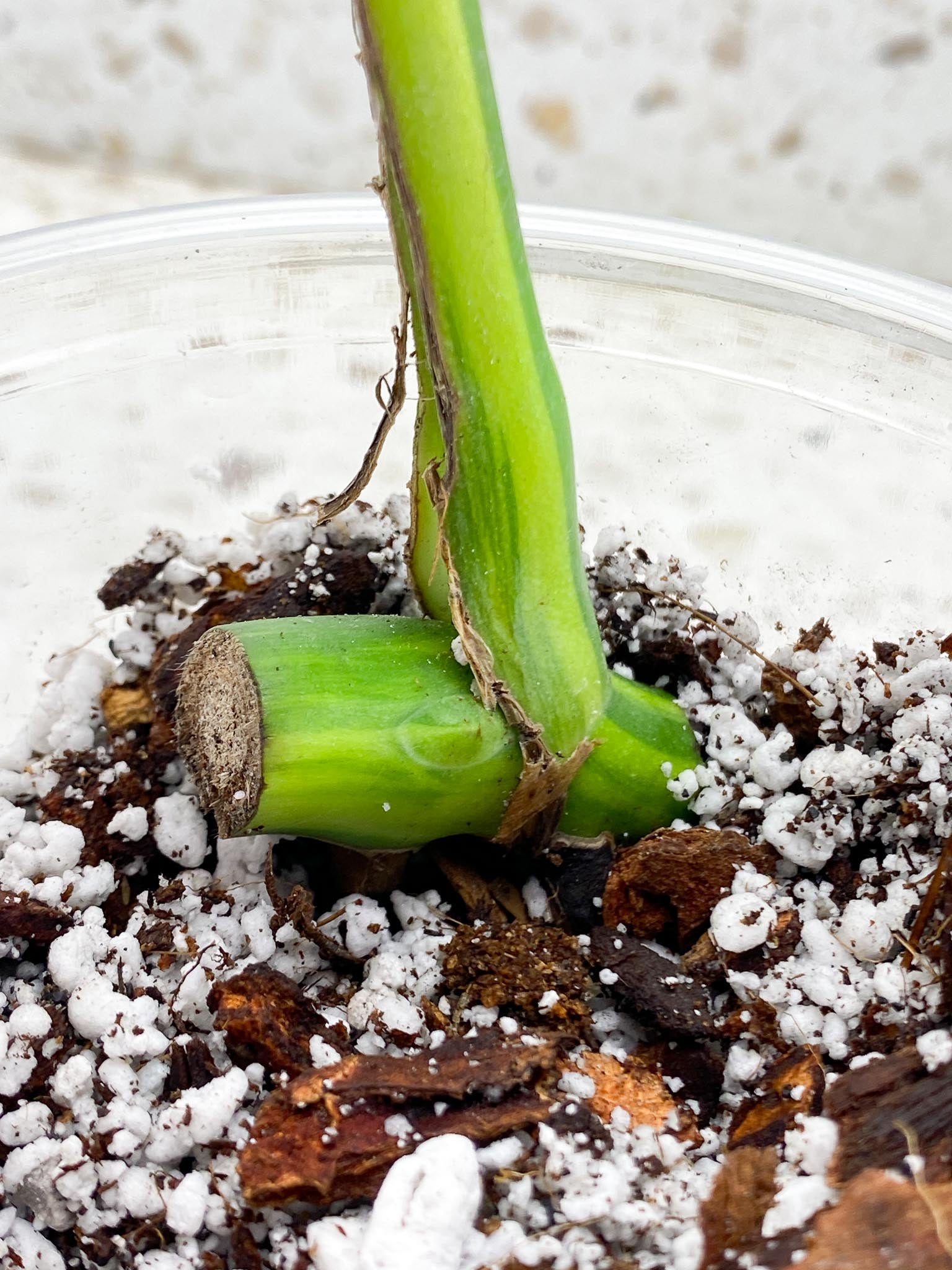 *Monstera Aurea Tricolor 1 Leaf 1 Node Rooted