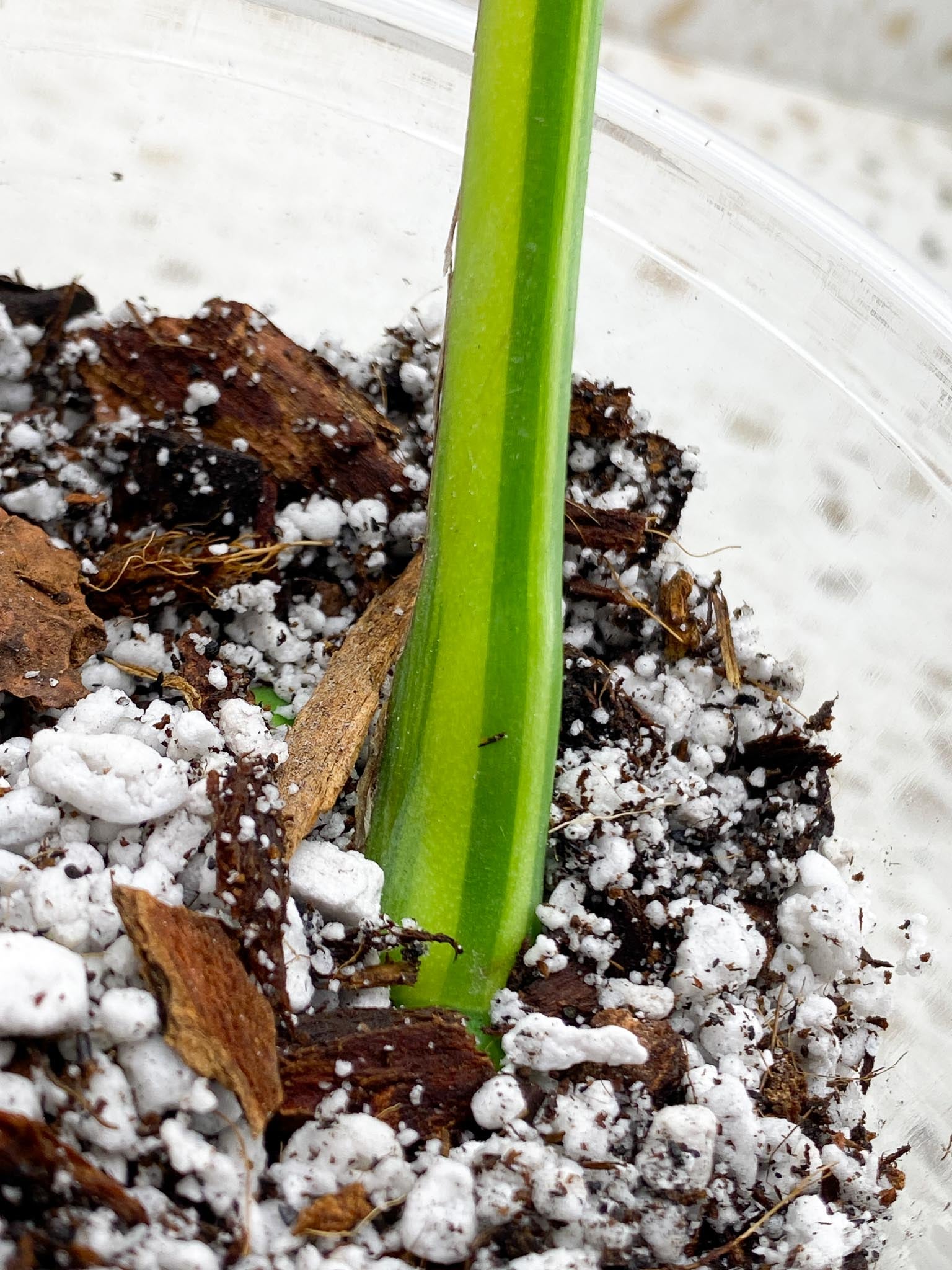 *Monstera Aurea Tricolor 1 Leaf 1 Node Rooted