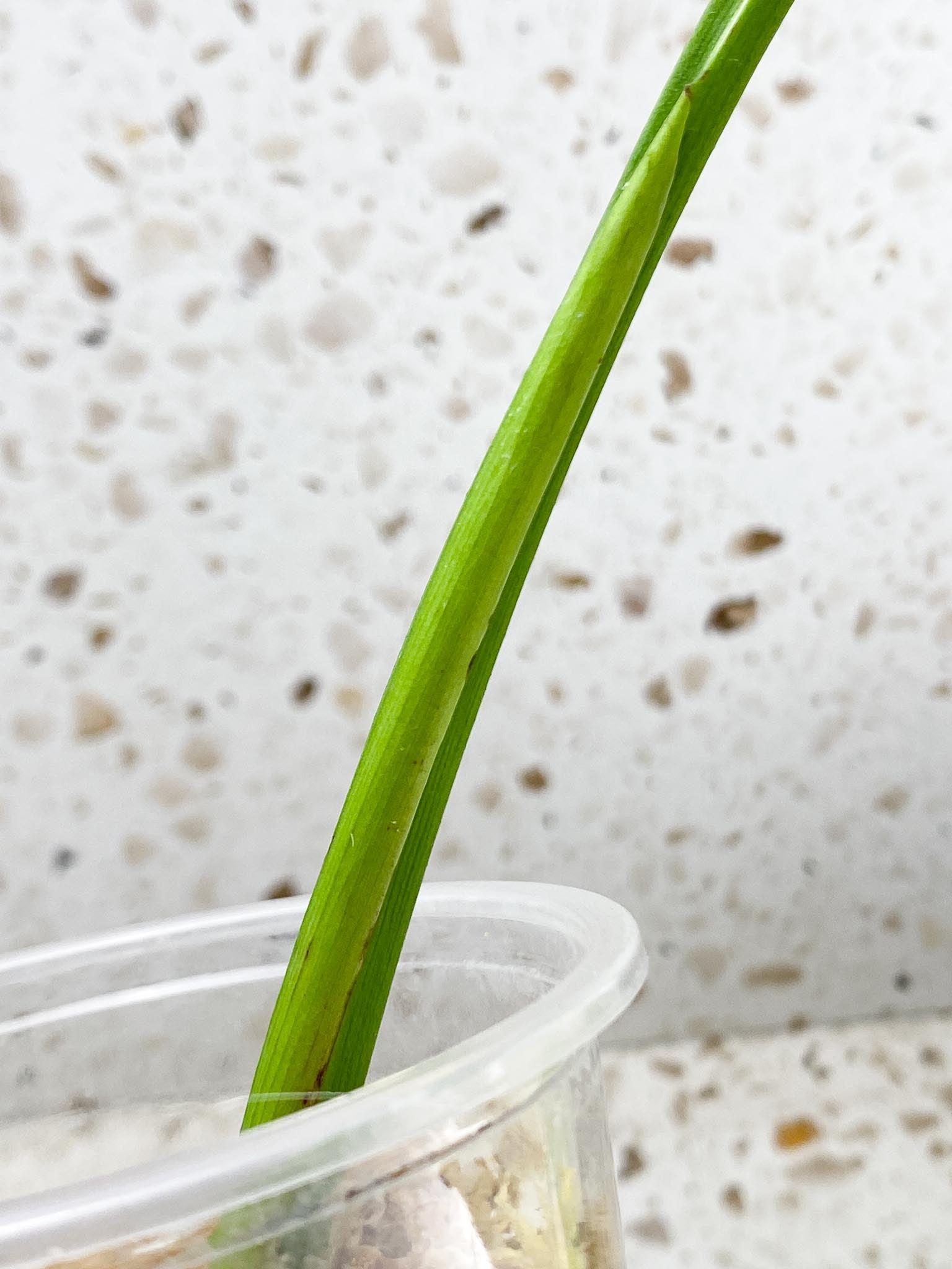 *Monstera albo Japanese White Tiger 1 Leaf 1 Node Sectoral Variegated Rooted