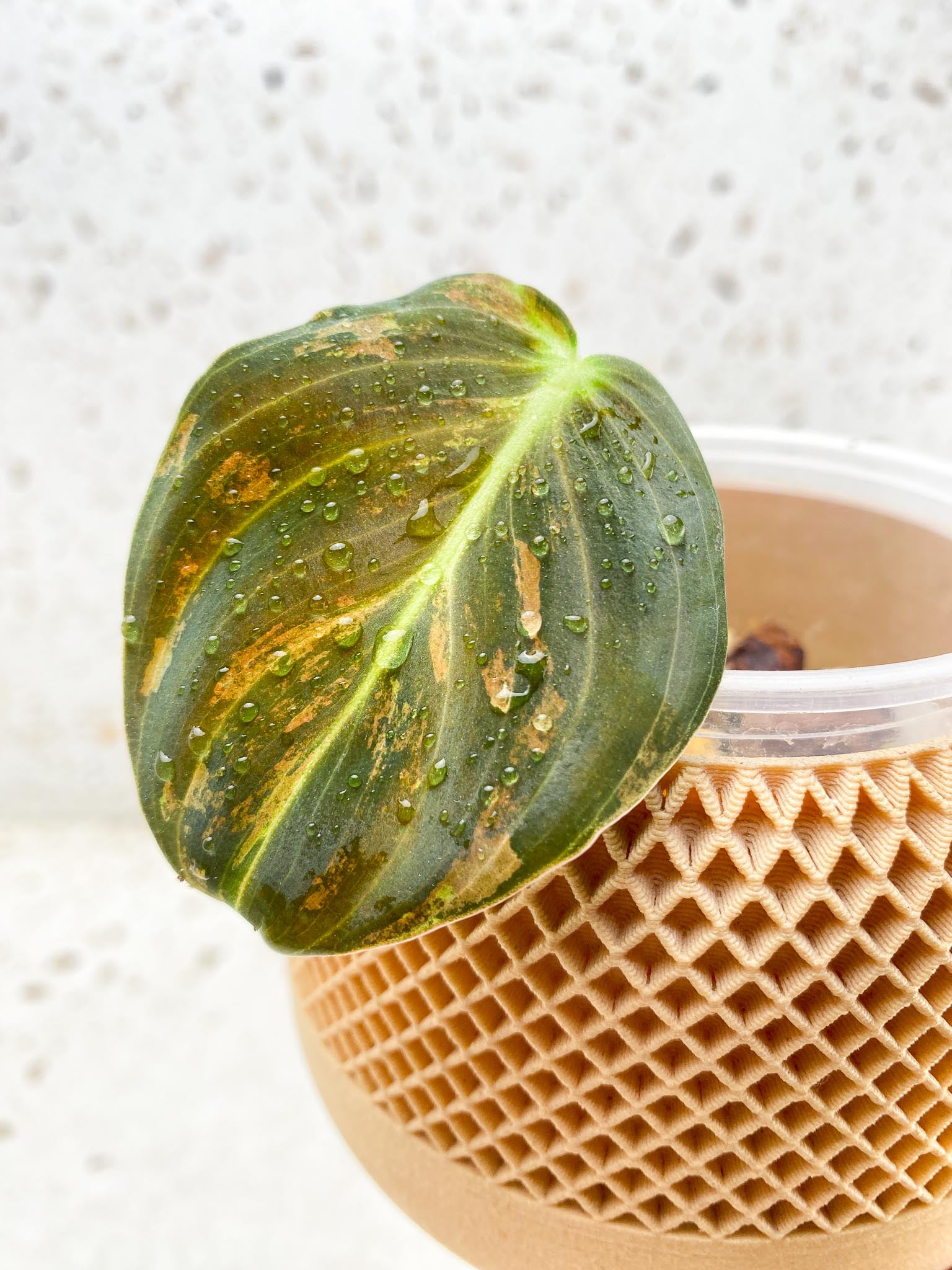*Philodendron Melanochrysum Variegated 2 Leaves Multiple Nodes 1 Sprout Rooted