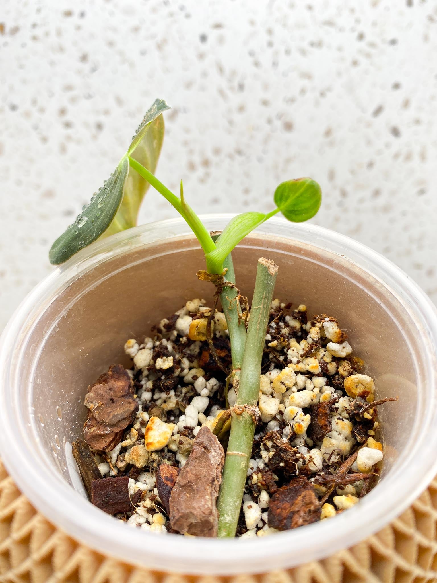 *Philodendron Melanochrysum Variegated 2 Leaves Multiple Nodes 1 Sprout Rooted