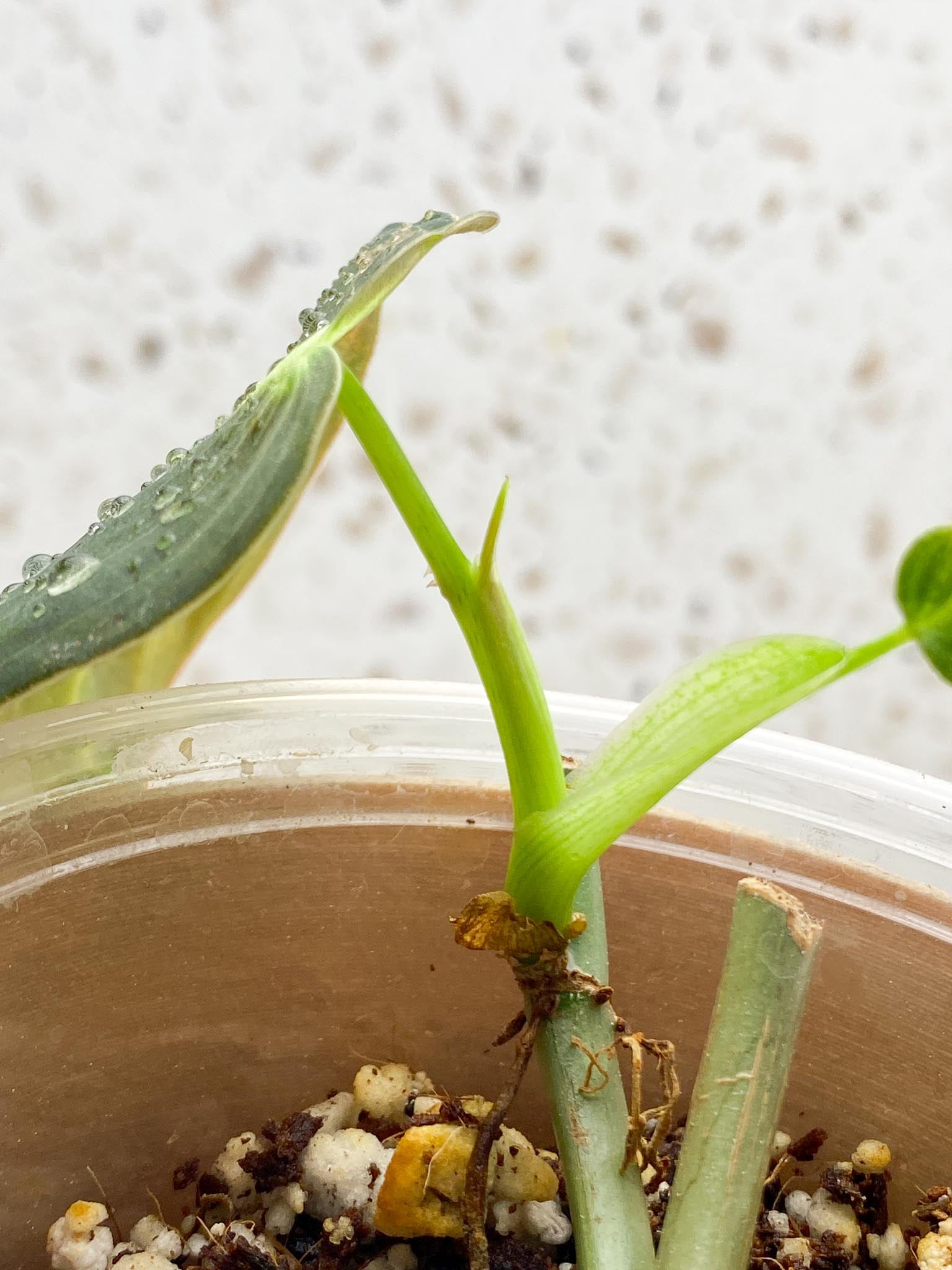*Philodendron Melanochrysum Variegated 2 Leaves Multiple Nodes 1 Sprout Rooted