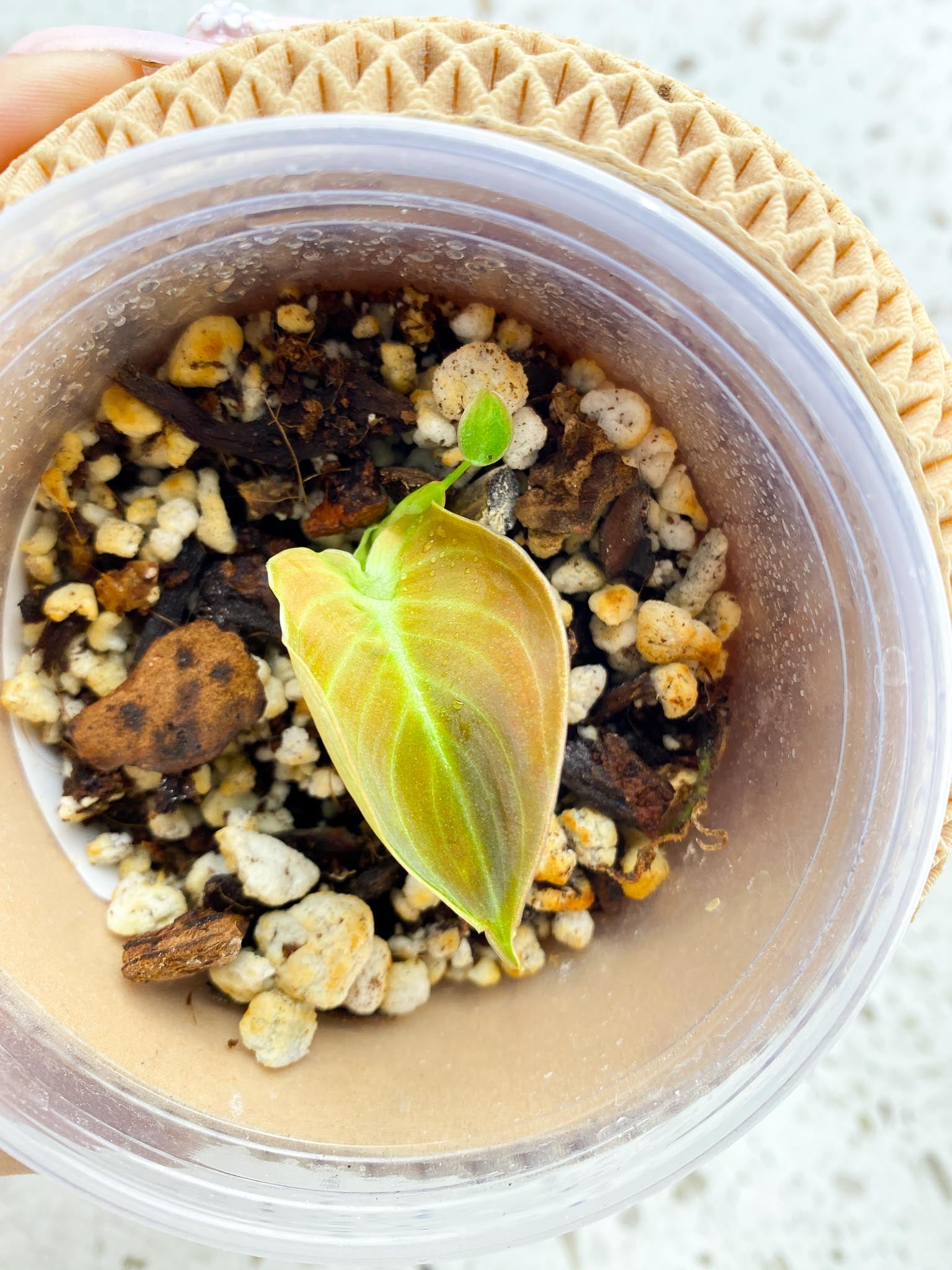 *Philodendron Melanochrysum Variegated 2 Leaves 2 Nodes Rooted