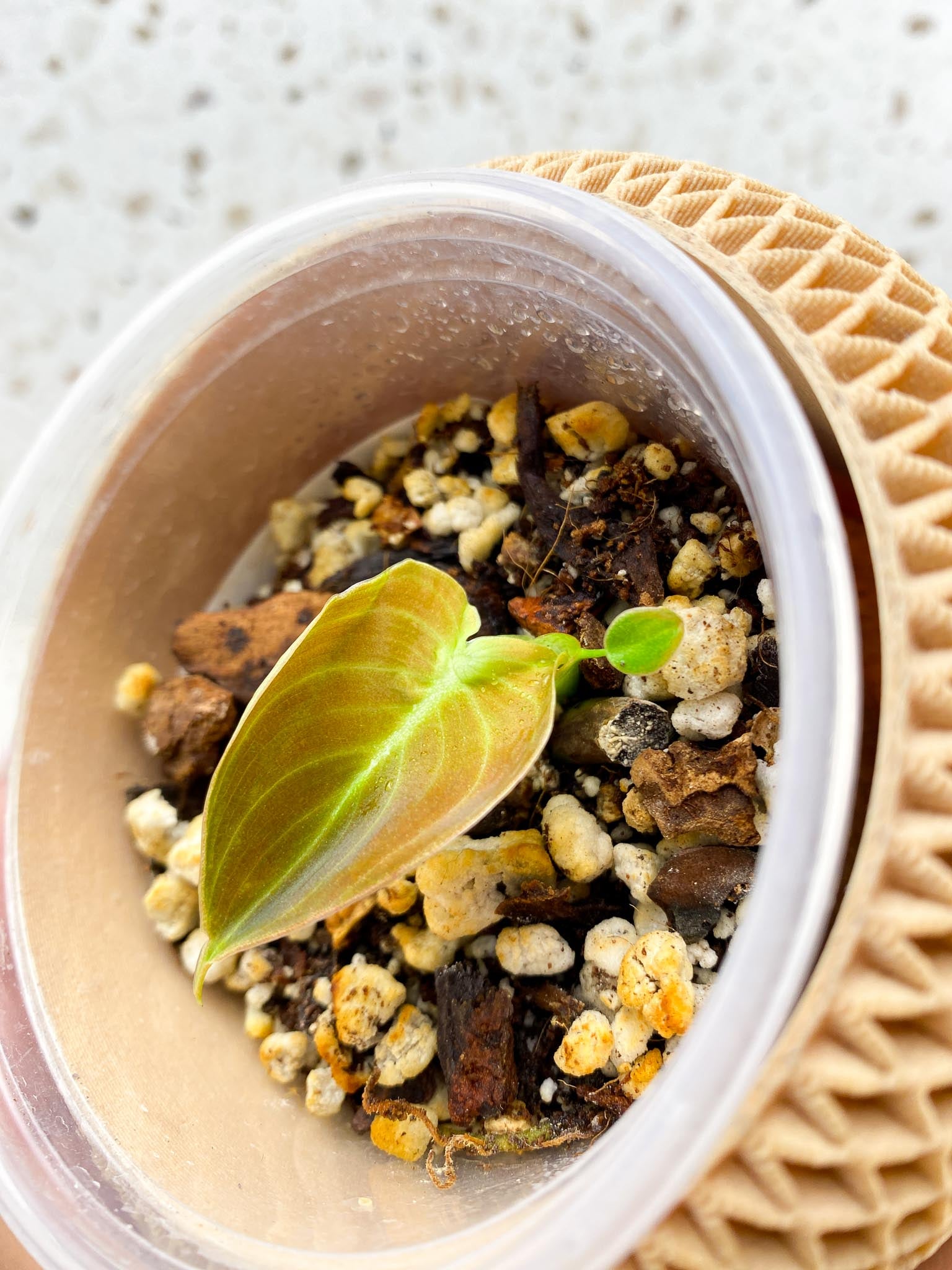 *Philodendron Melanochrysum Variegated 2 Leaves 2 Nodes Rooted