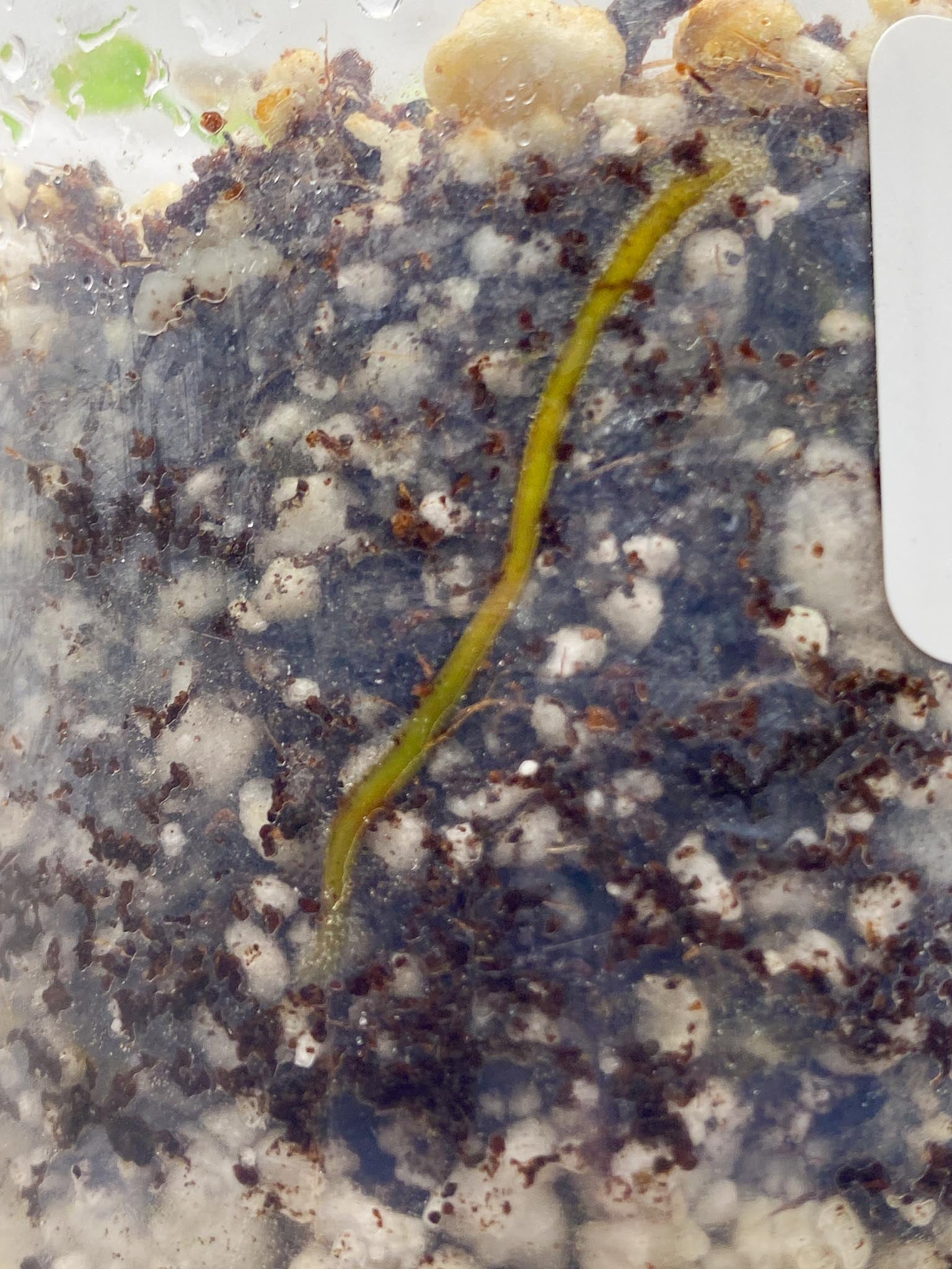 *Philodendron Melanochrysum Variegated 2 Leaves 2 Nodes Rooted