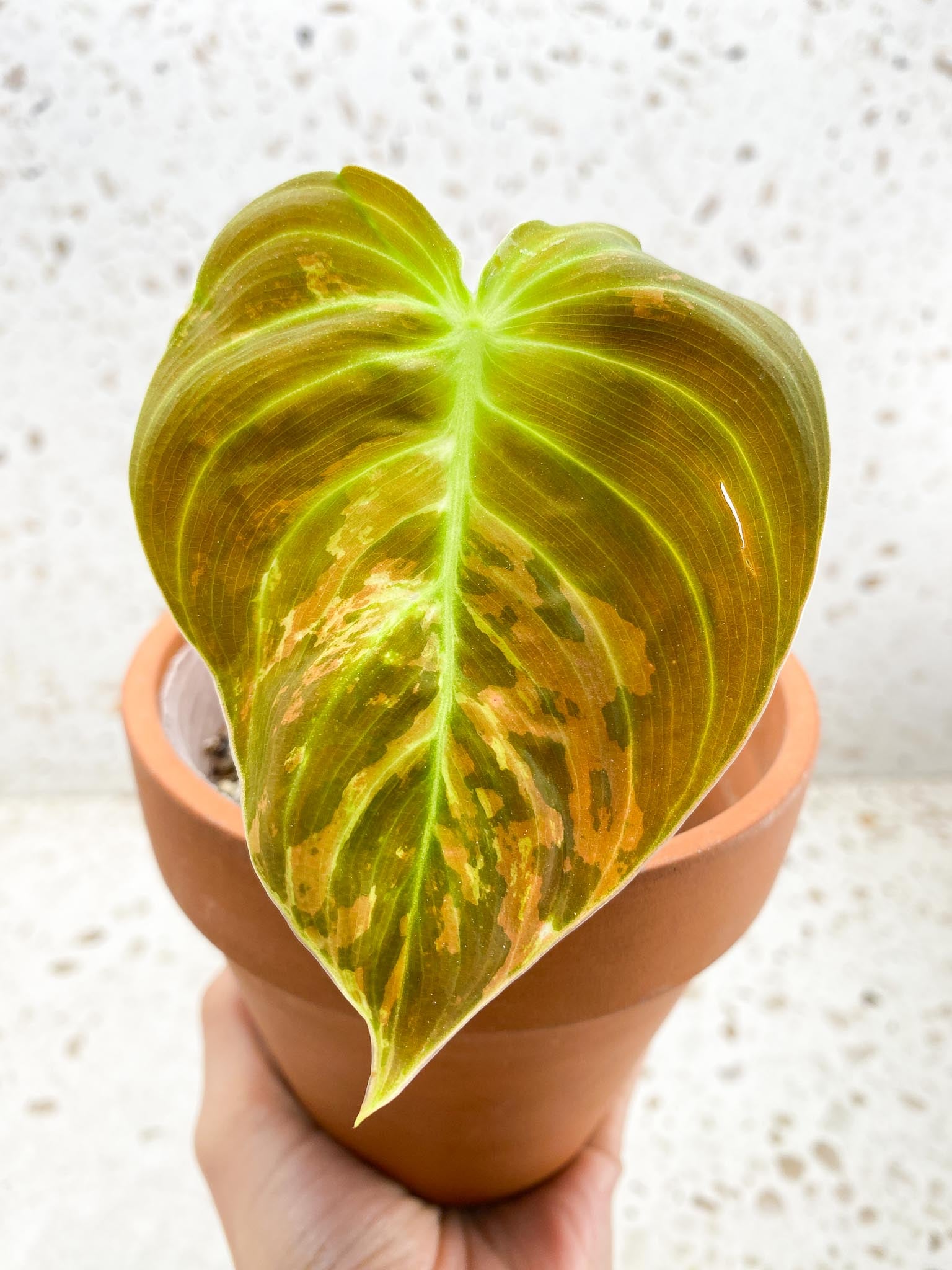 *Philodendron Melanochrysum Variegated 2 Leaves 4 Nodes 1 Growing Bud Rooted