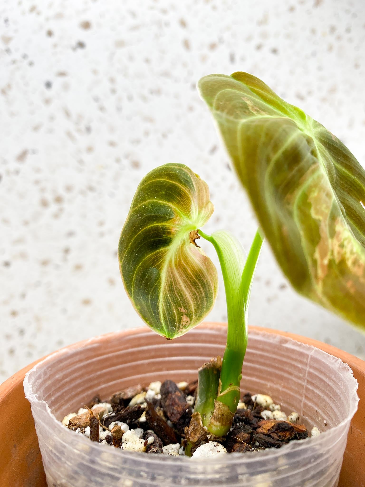 *Philodendron Melanochrysum Variegated 2 Leaves 4 Nodes 1 Growing Bud Rooted