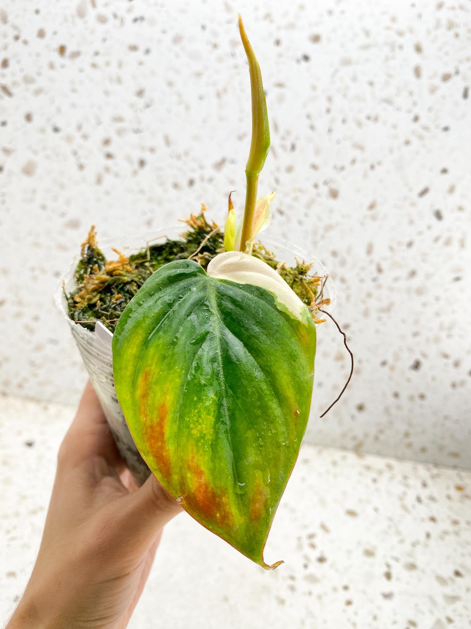 Philodendron Micans Variegated 2 Leaves 4 Nodes 2 Sprouts Top CuttingRooted