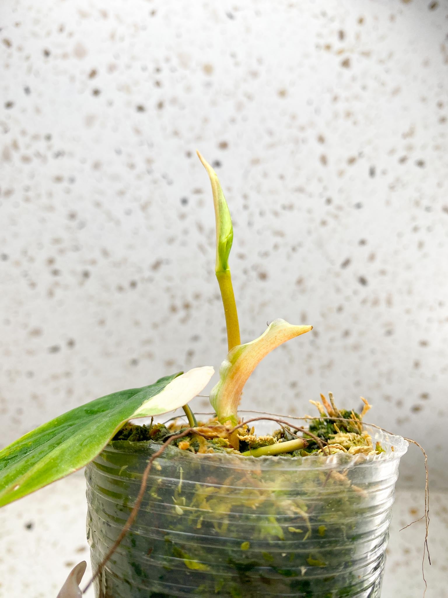 Philodendron Micans Variegated 2 Leaves 4 Nodes 2 Sprouts Top CuttingRooted