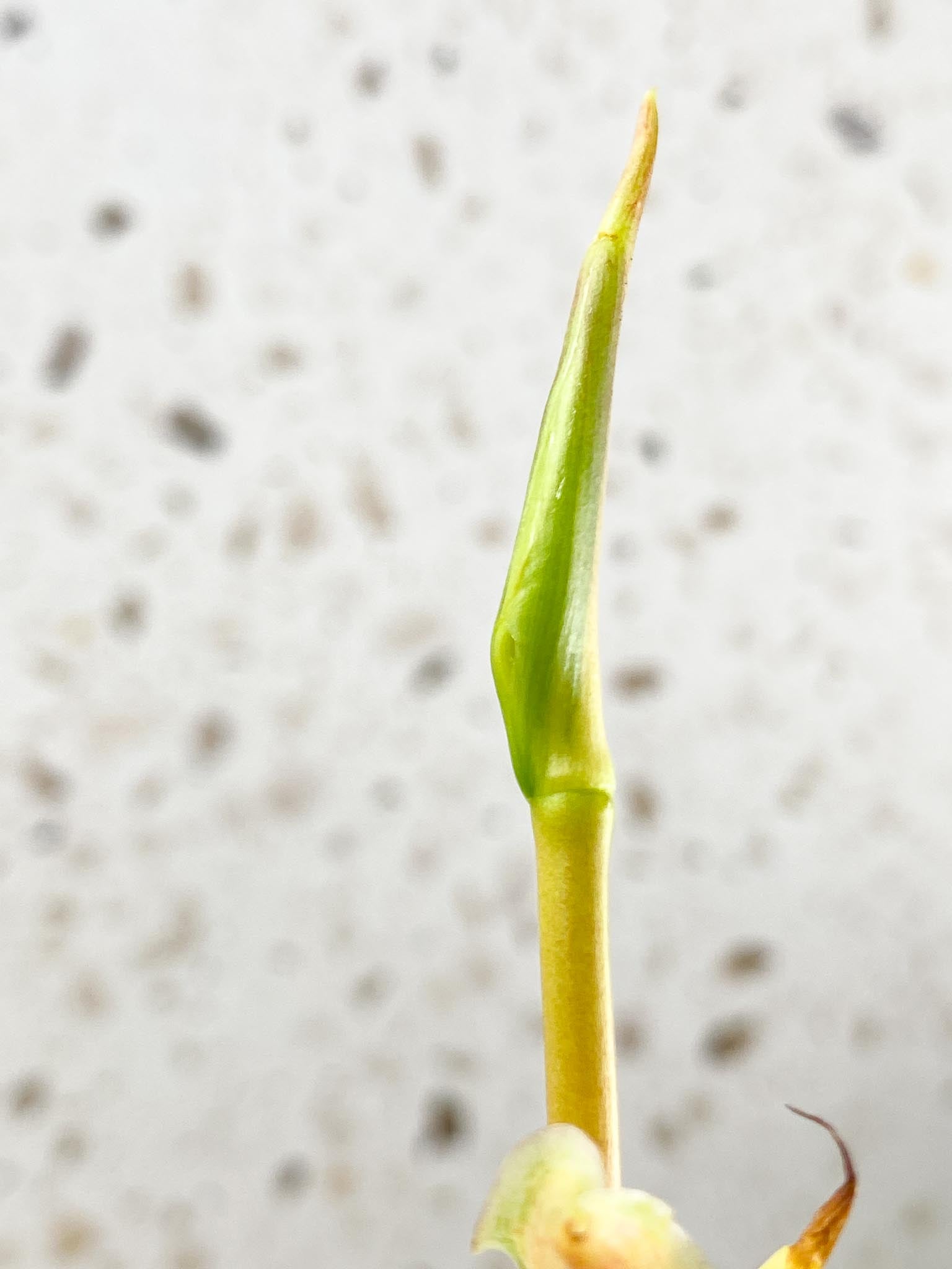 Philodendron Micans Variegated 2 Leaves 4 Nodes 2 Sprouts Top CuttingRooted