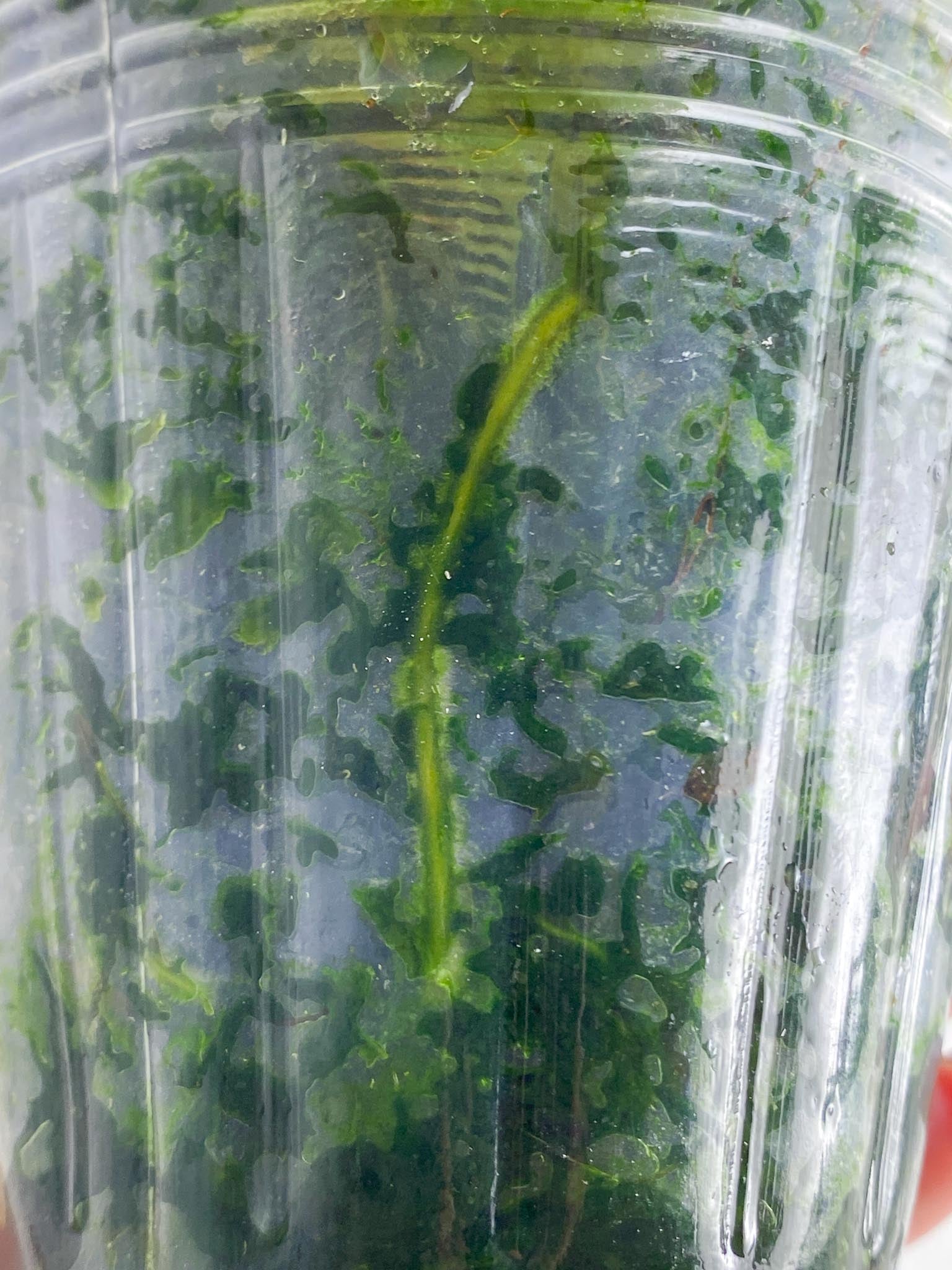 Philodendron Micans Variegated 2 Leaves 4 Nodes 2 Sprouts Top CuttingRooted