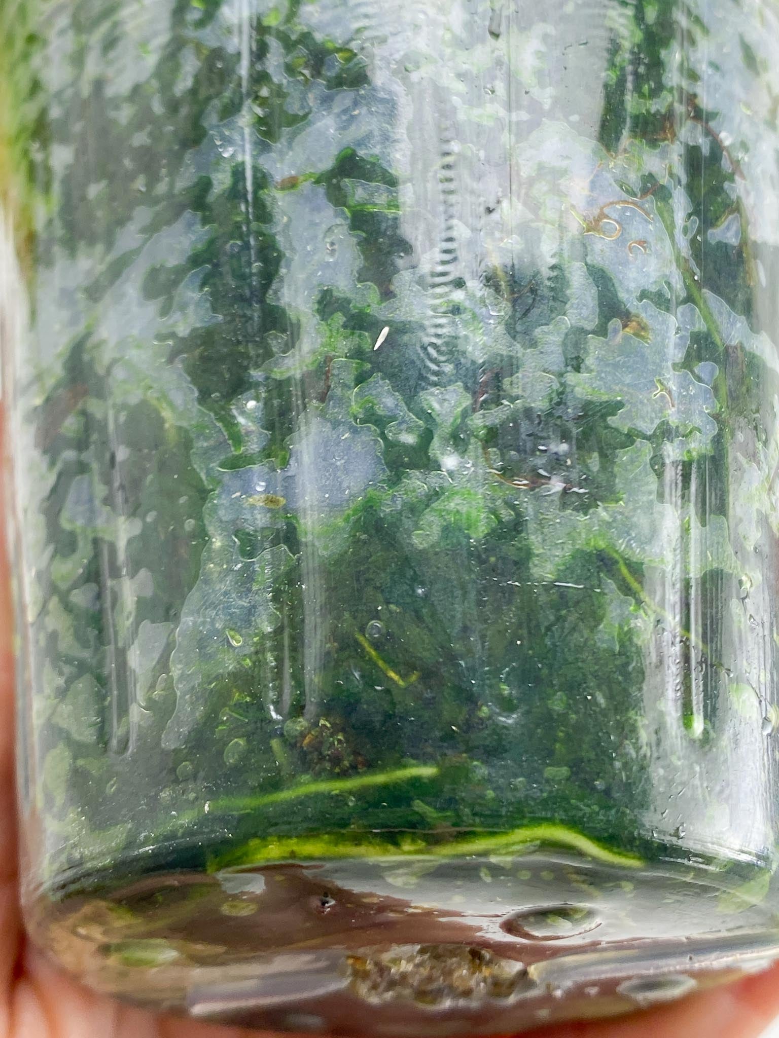 Philodendron Micans Variegated 2 Leaves 4 Nodes 2 Sprouts Top CuttingRooted