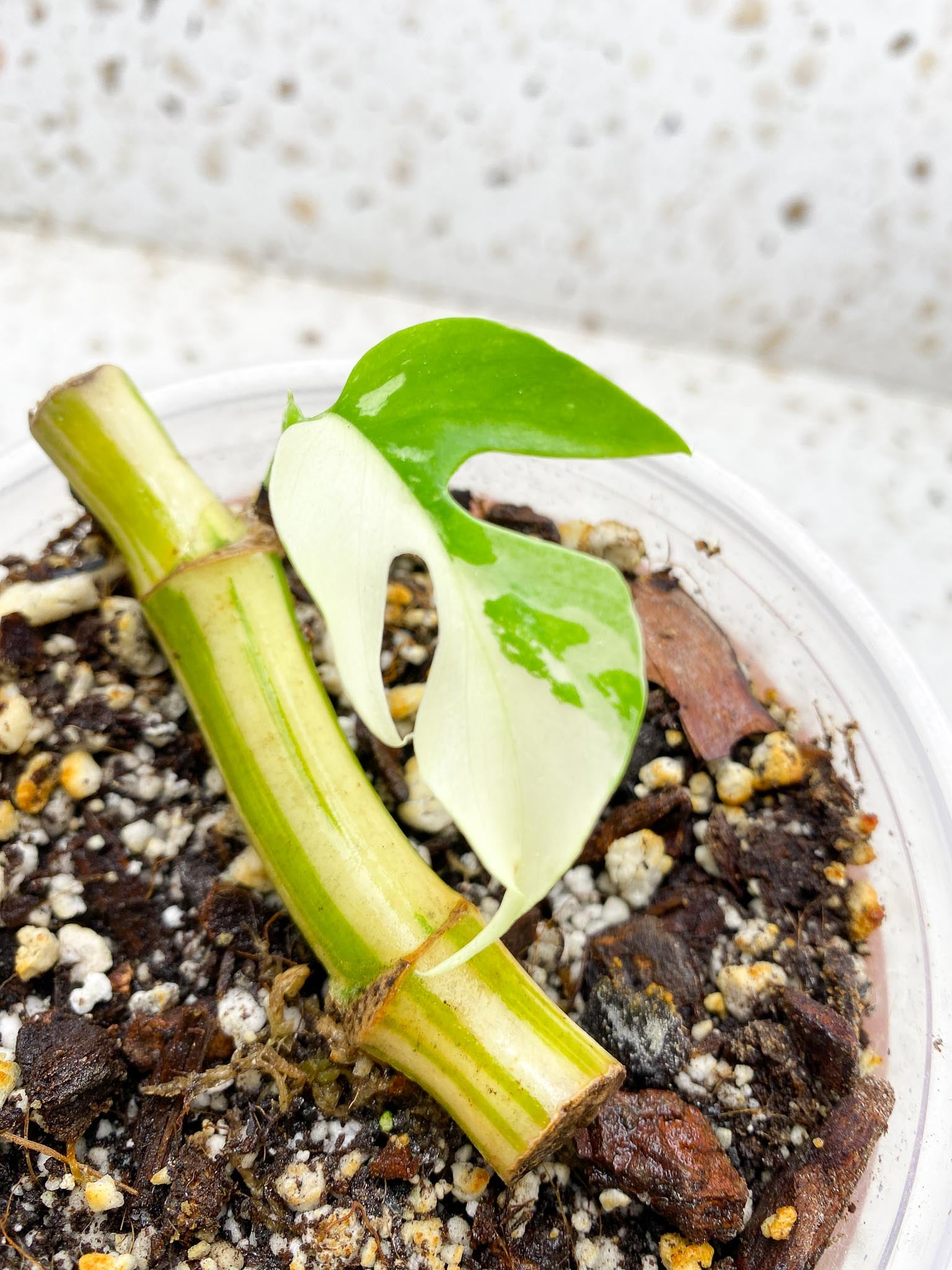Rhaphidophora tetrasperma variegated 1 Leaf 2 Nodes