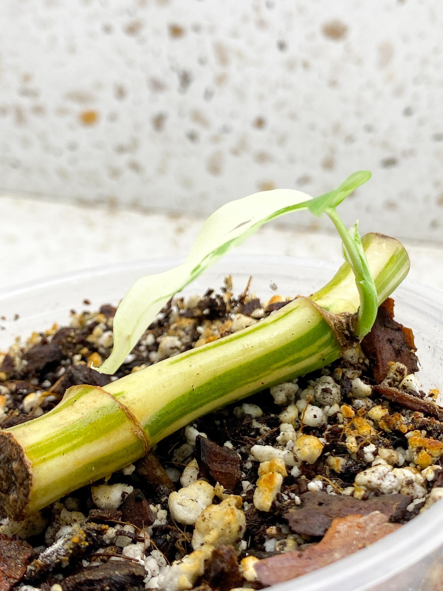 Rhaphidophora tetrasperma variegated 1 Leaf 2 Nodes