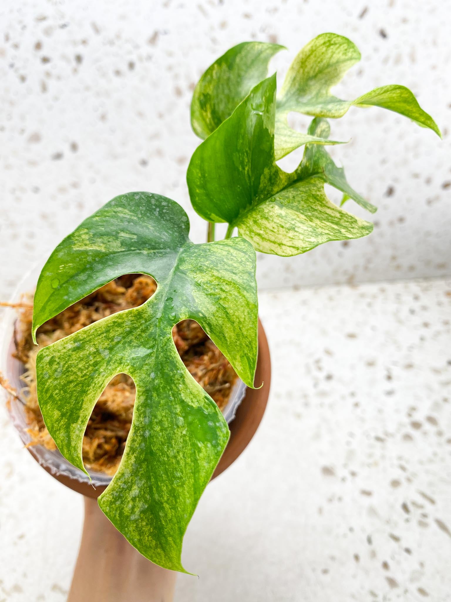*Rhaphidophora tetrasperma variegated White Monster 3 Leaves 4 Nodes 1 Sprout Rooted