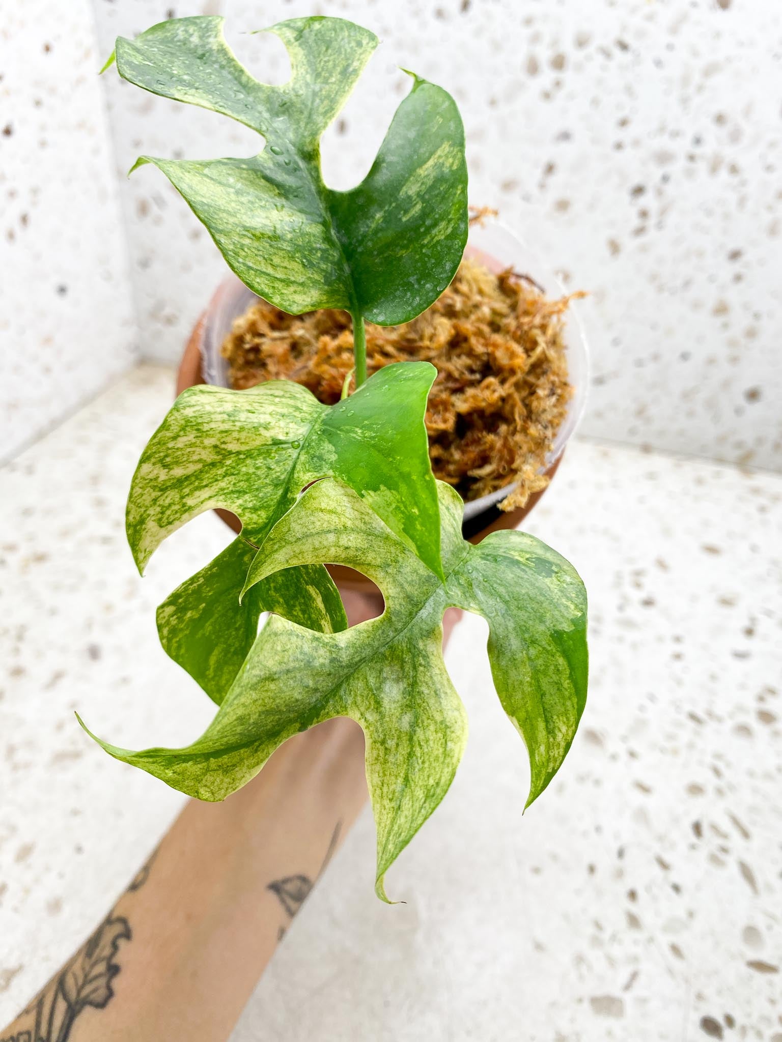 *Rhaphidophora tetrasperma variegated White Monster 3 Leaves 4 Nodes 1 Sprout Rooted