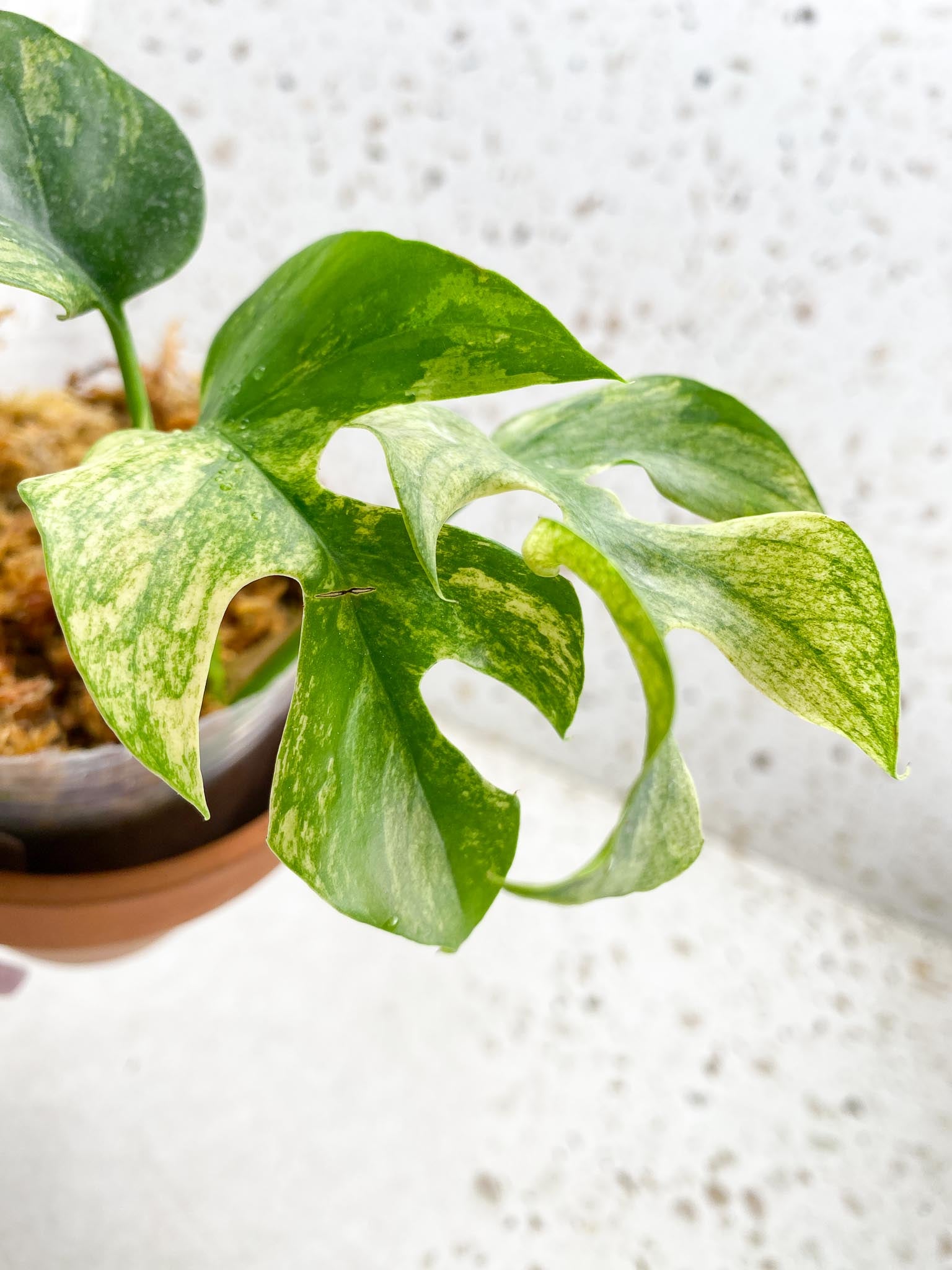 *Rhaphidophora tetrasperma variegated White Monster 3 Leaves 4 Nodes 1 Sprout Rooted