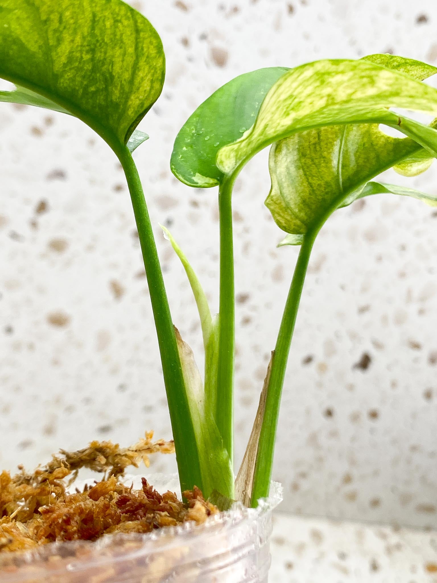 *Rhaphidophora tetrasperma variegated White Monster 3 Leaves 4 Nodes 1 Sprout Rooted