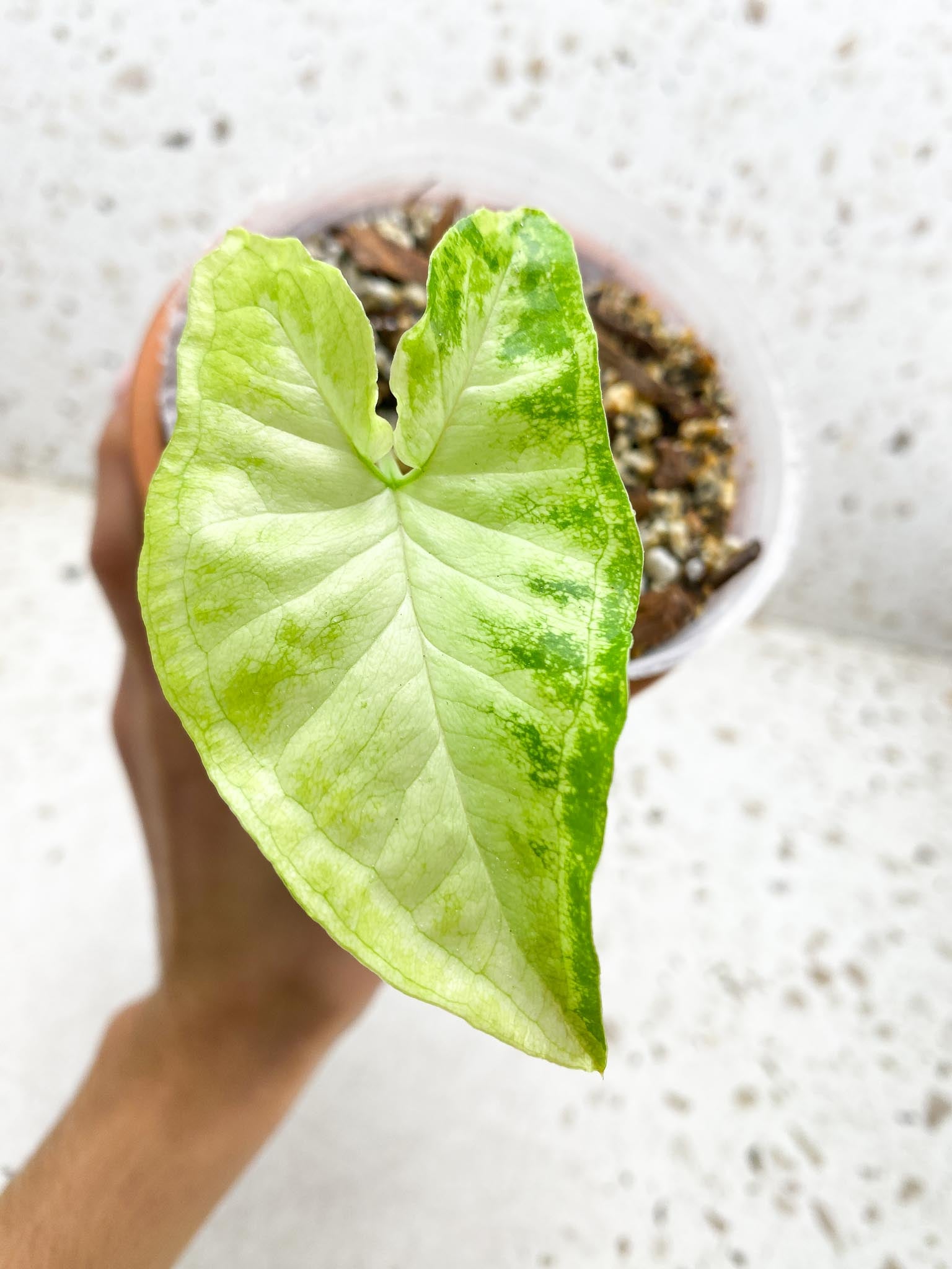 Syngonium Angustatum Variegated 1 Leaf 2 Nodes 1 Sprout Rooted