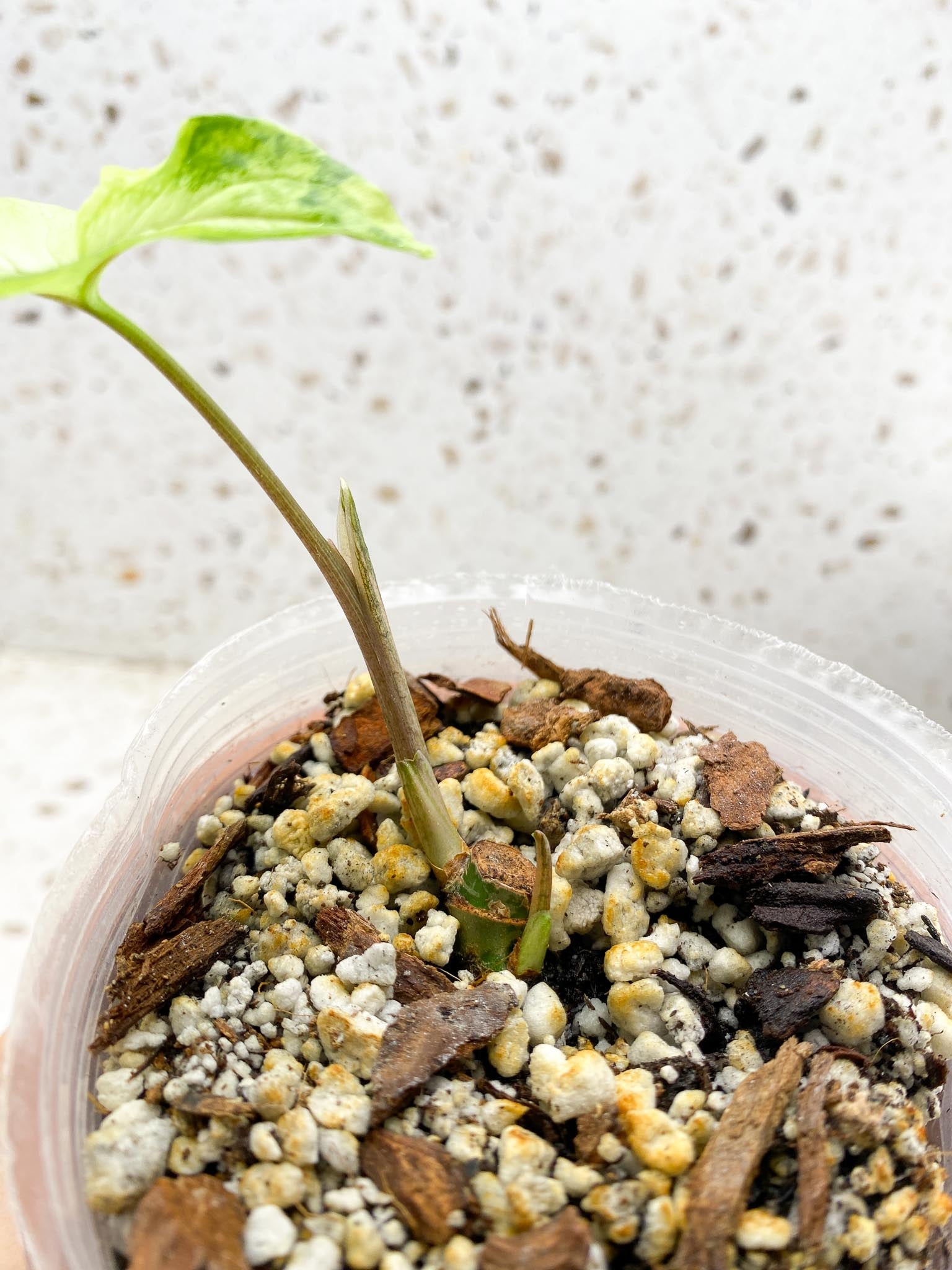 Syngonium Angustatum Variegated 1 Leaf 2 Nodes 1 Sprout Rooted